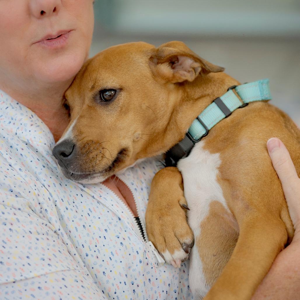 Orange Sherbet, Adoptable, Puppy Female Black Mouth Cur & Mixed Breed.