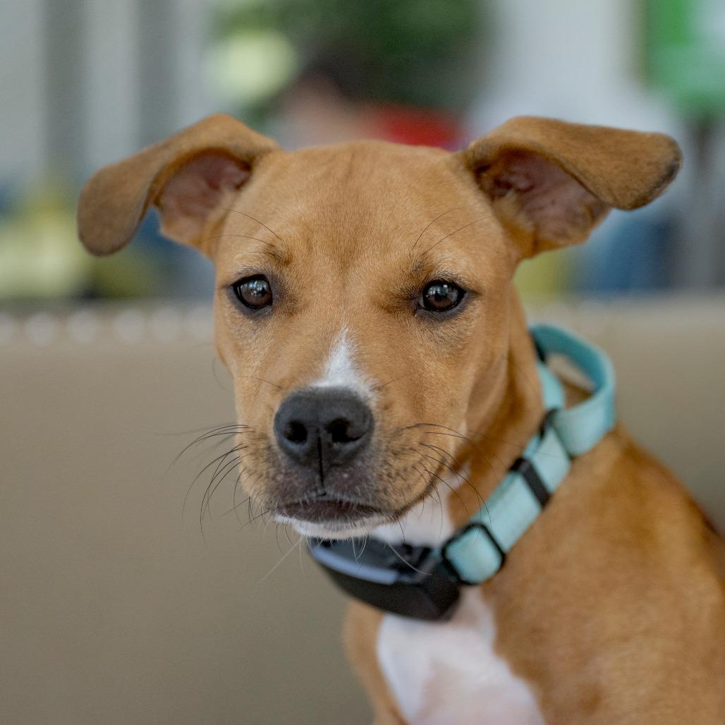 Enlarge Orange Sherbet, a Adoptable mixed breed in Chapel Hill, NC image 2/4