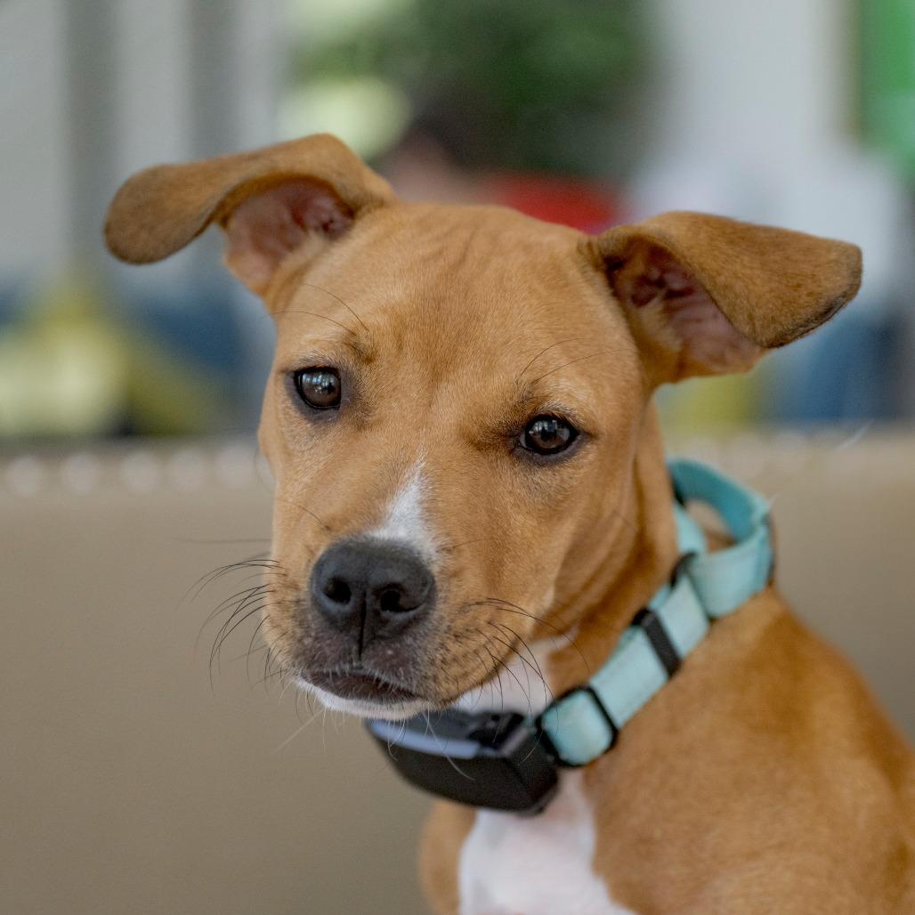 Enlarge Orange Sherbet, a Adoptable mixed breed in Chapel Hill, NC image 3/4