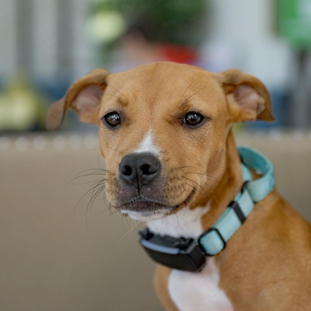 Enlarge Orange Sherbet, a Adoptable mixed breed in Chapel Hill, NC image 4/4