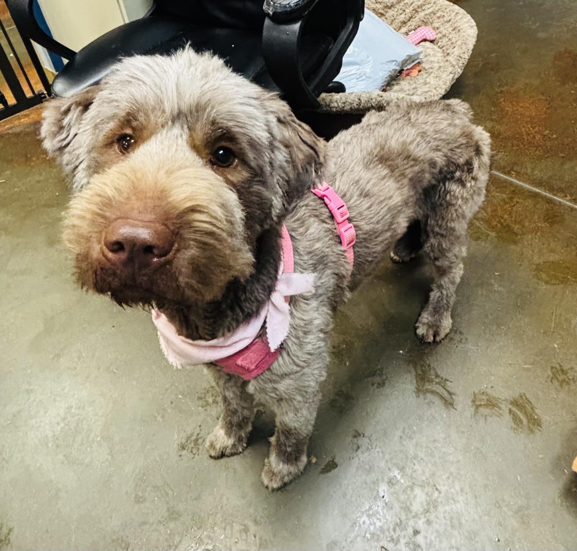 Lulu , ADOPTABLE, Adult Female Poodle.