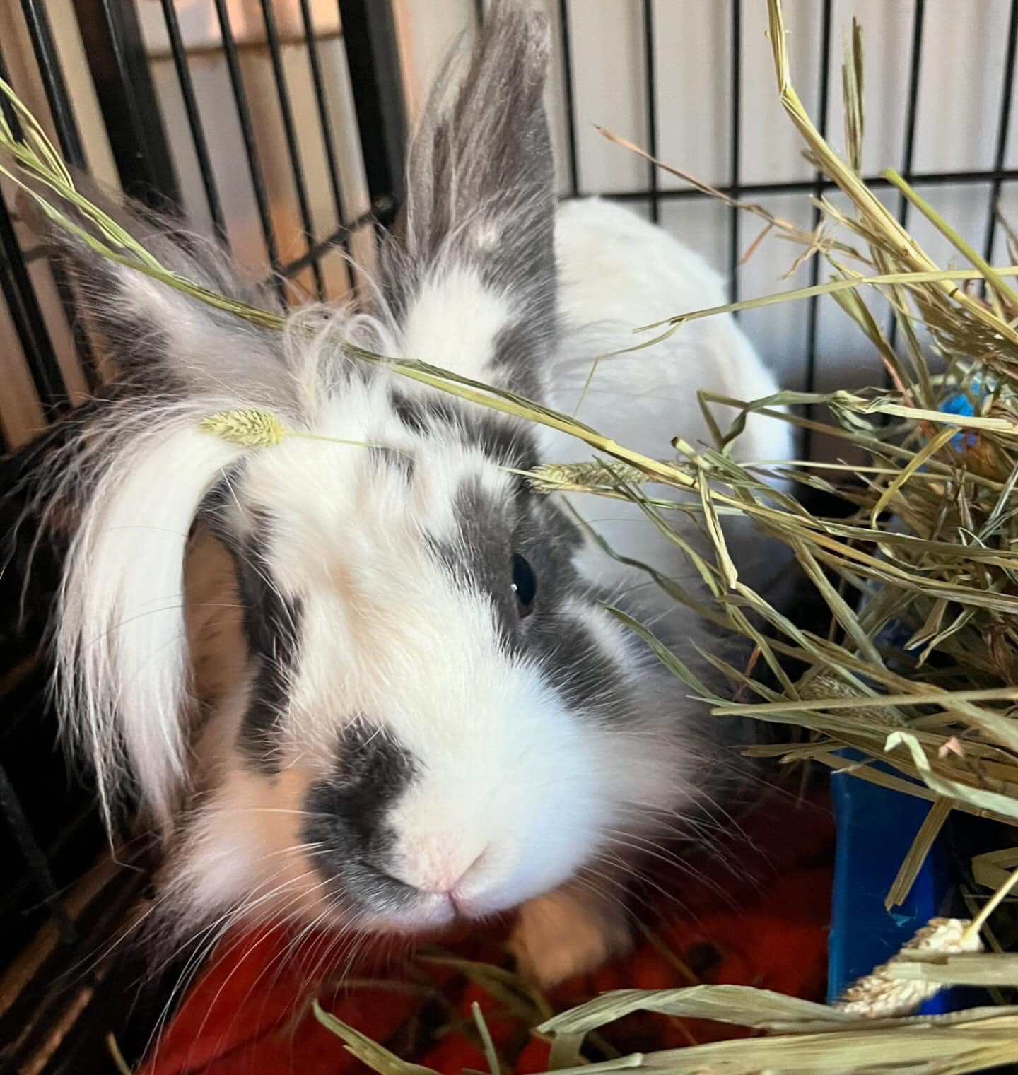 Nelson, an adopted Lionhead in Philadelphia, PA_image-1