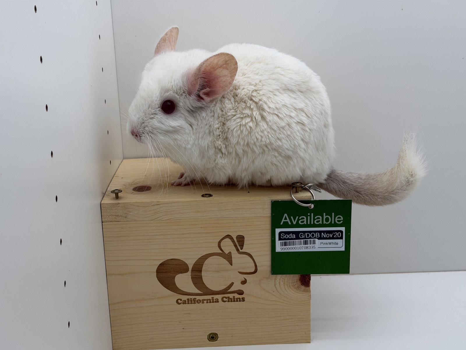 Soda, Adoptable, Adult Female Chinchilla.