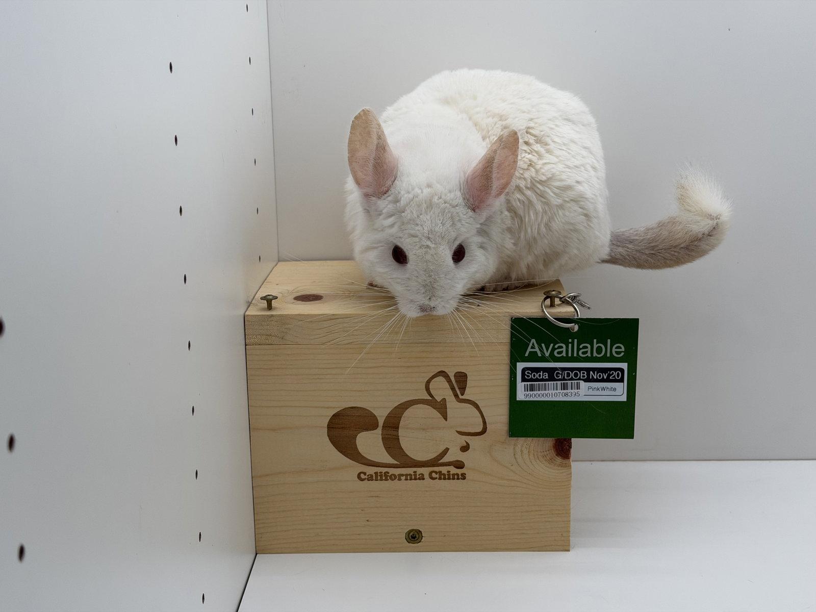 Enlarge Soda, a Adoptable Chinchilla in Sunnyvale, CA image 2/3