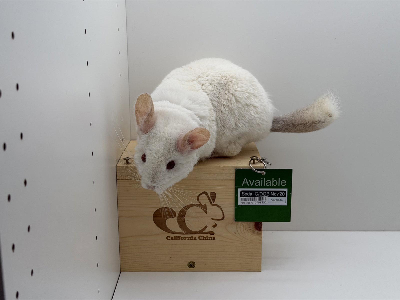 Enlarge Soda, a Adoptable Chinchilla in Sunnyvale, CA image 3/3