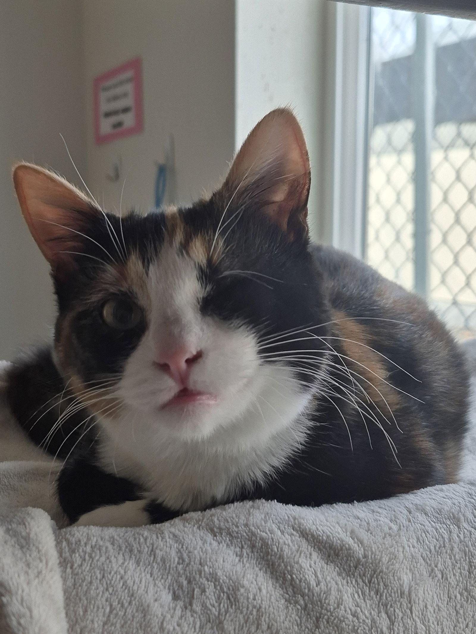 Enlarge Kitten - Cocoa, a Adoptable Domestic Short Hair in Emmett, ID image 1/2