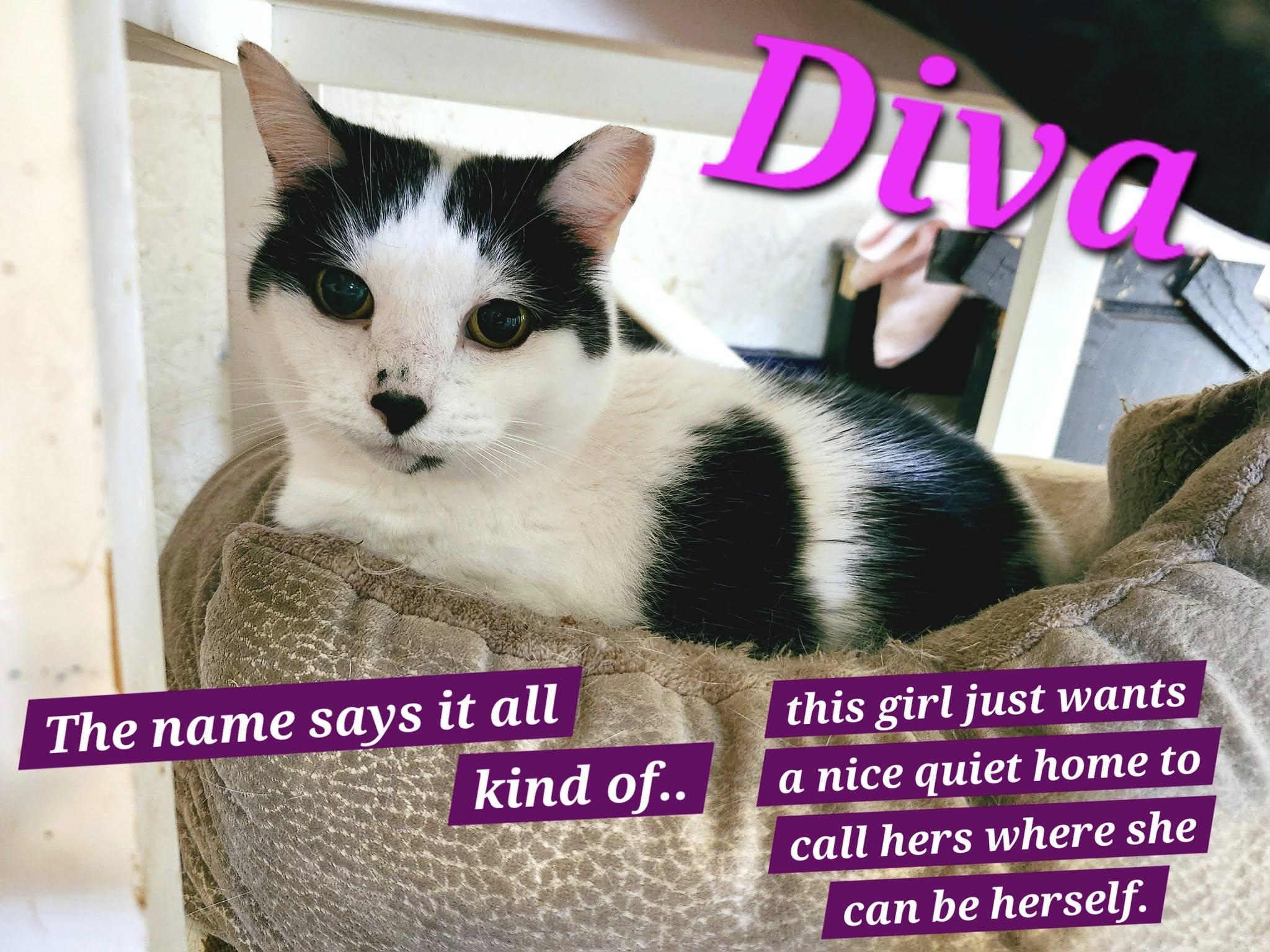 Enlarge Diva, a Adoptable Domestic Short Hair in Jasper, GA image 1/1