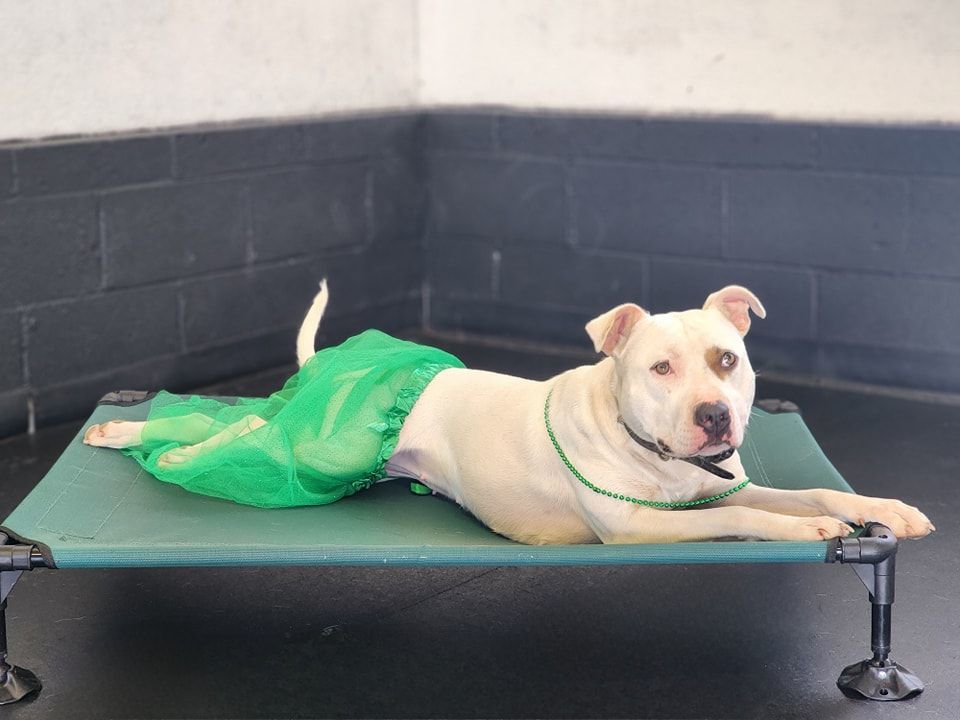 Enlarge Christine, a Adoptable mixed breed in Denver, NC image 2/5