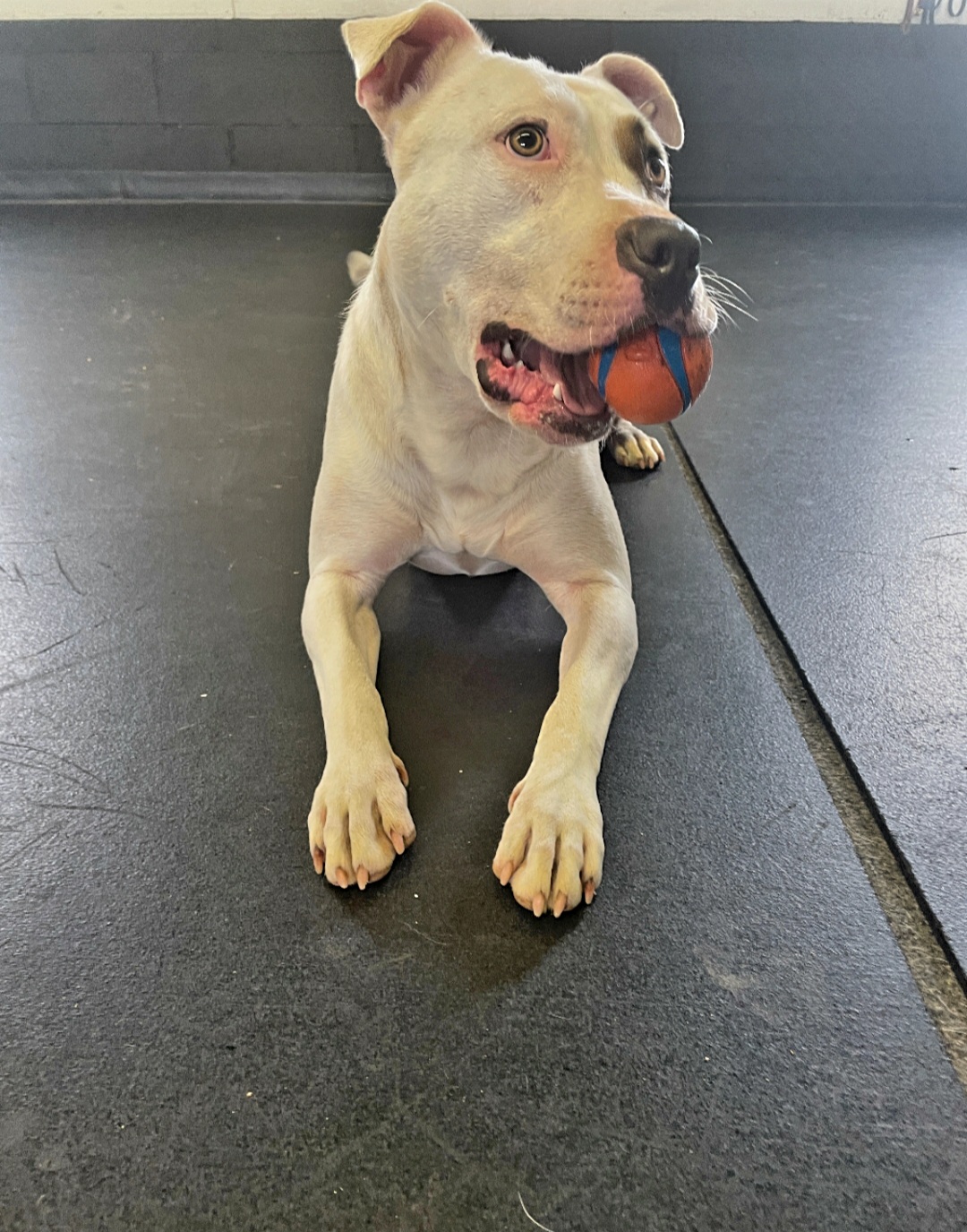 Enlarge Christine, a Adoptable mixed breed in Denver, NC image 4/5