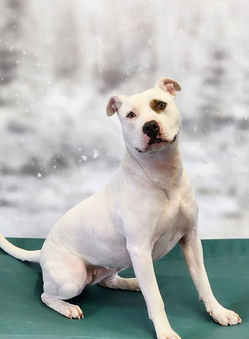 Enlarge Christine, a Adoptable mixed breed in Denver, NC image 3/5