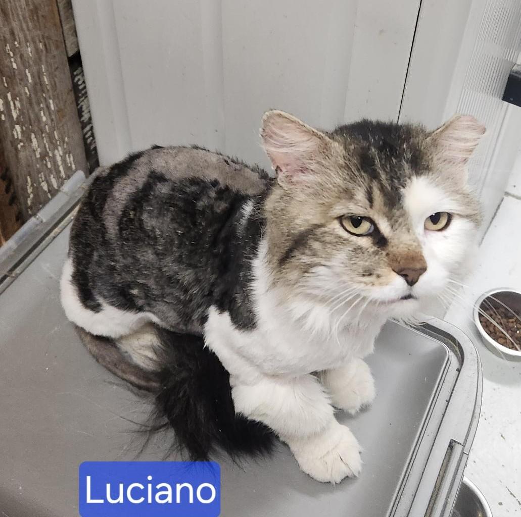 Luciano