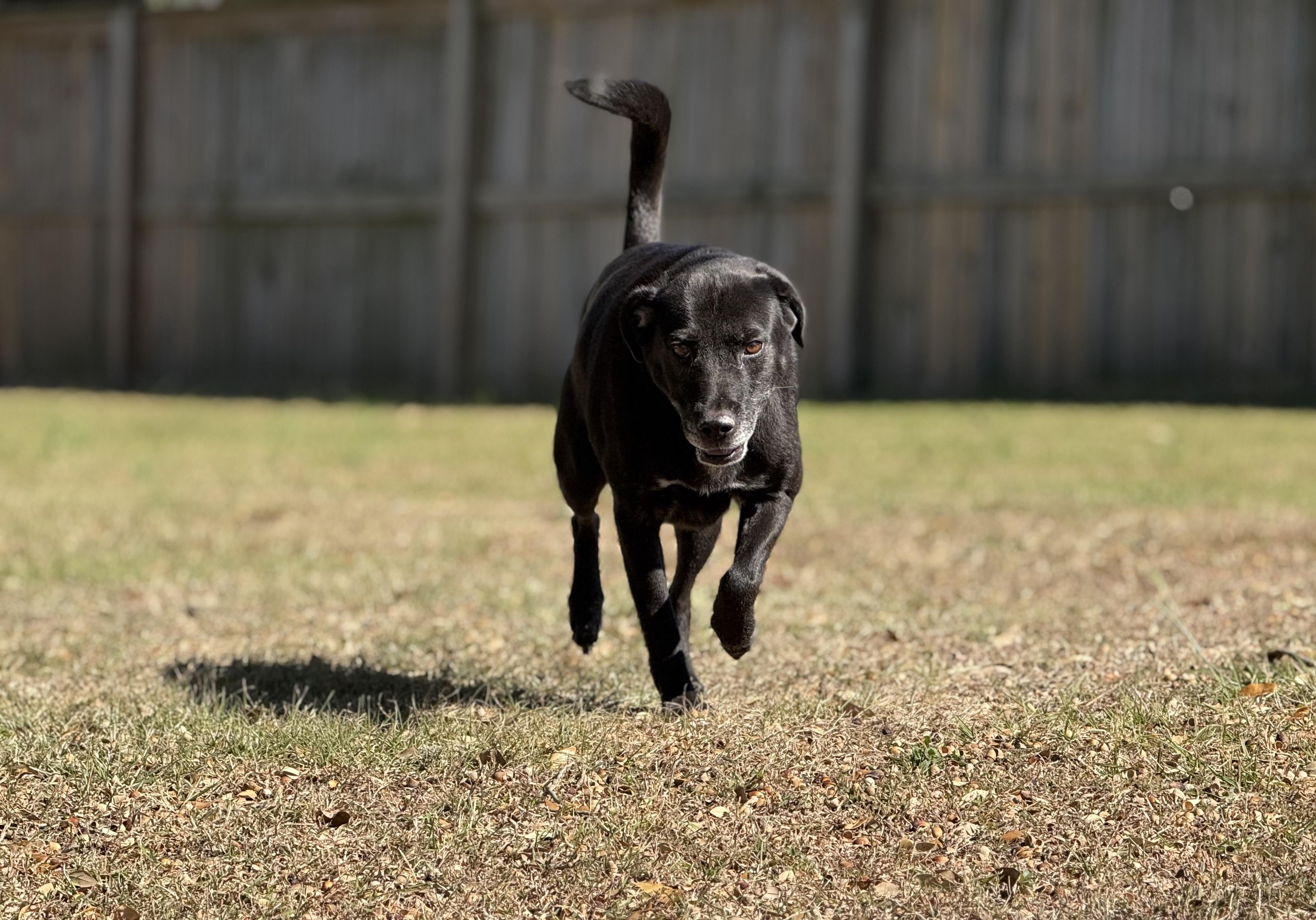 Enlarge Cash, a ADOPTABLE Mixed Breed in Grandy, NC image 3/6