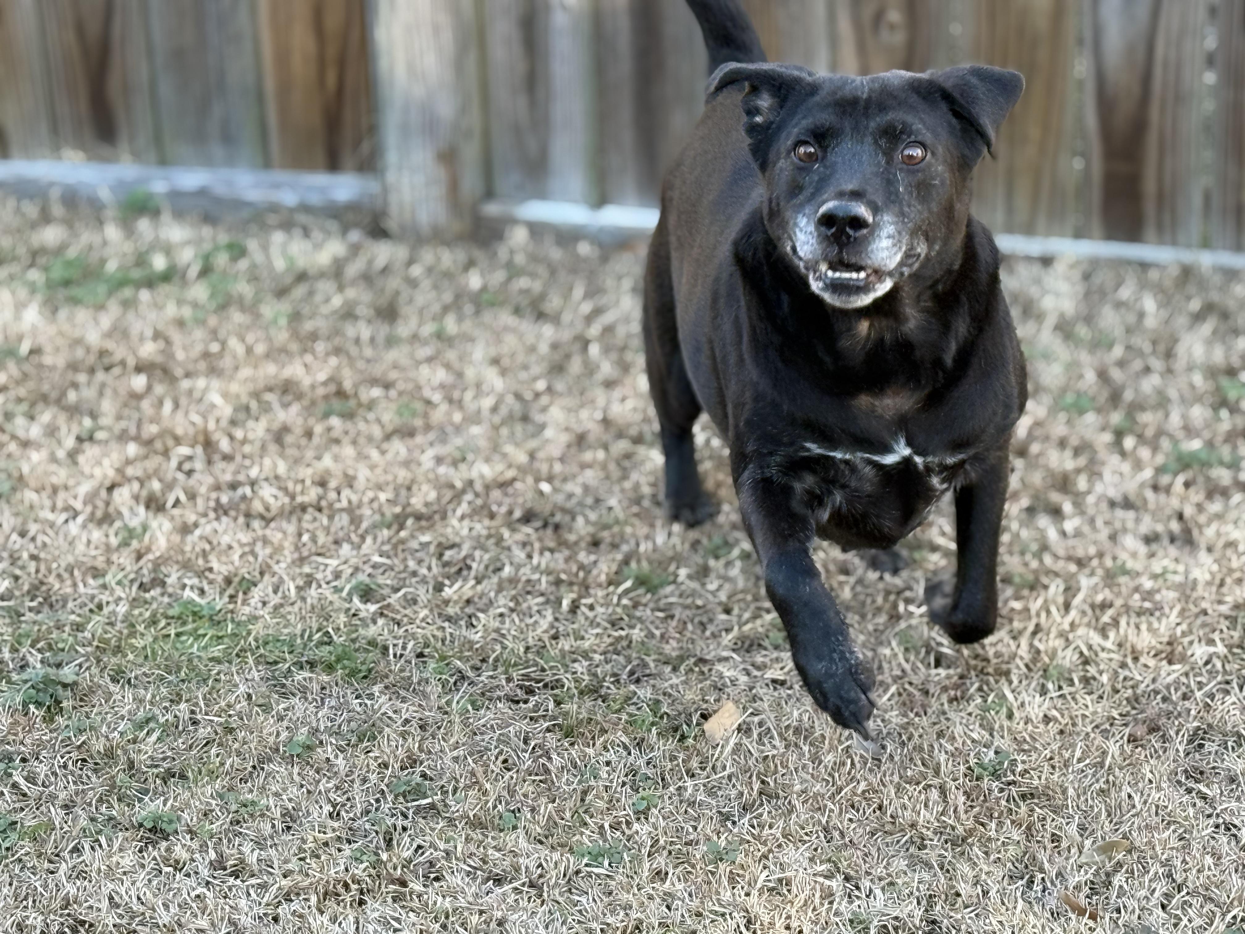 Enlarge Cash, a ADOPTABLE Mixed Breed in Grandy, NC image 2/6
