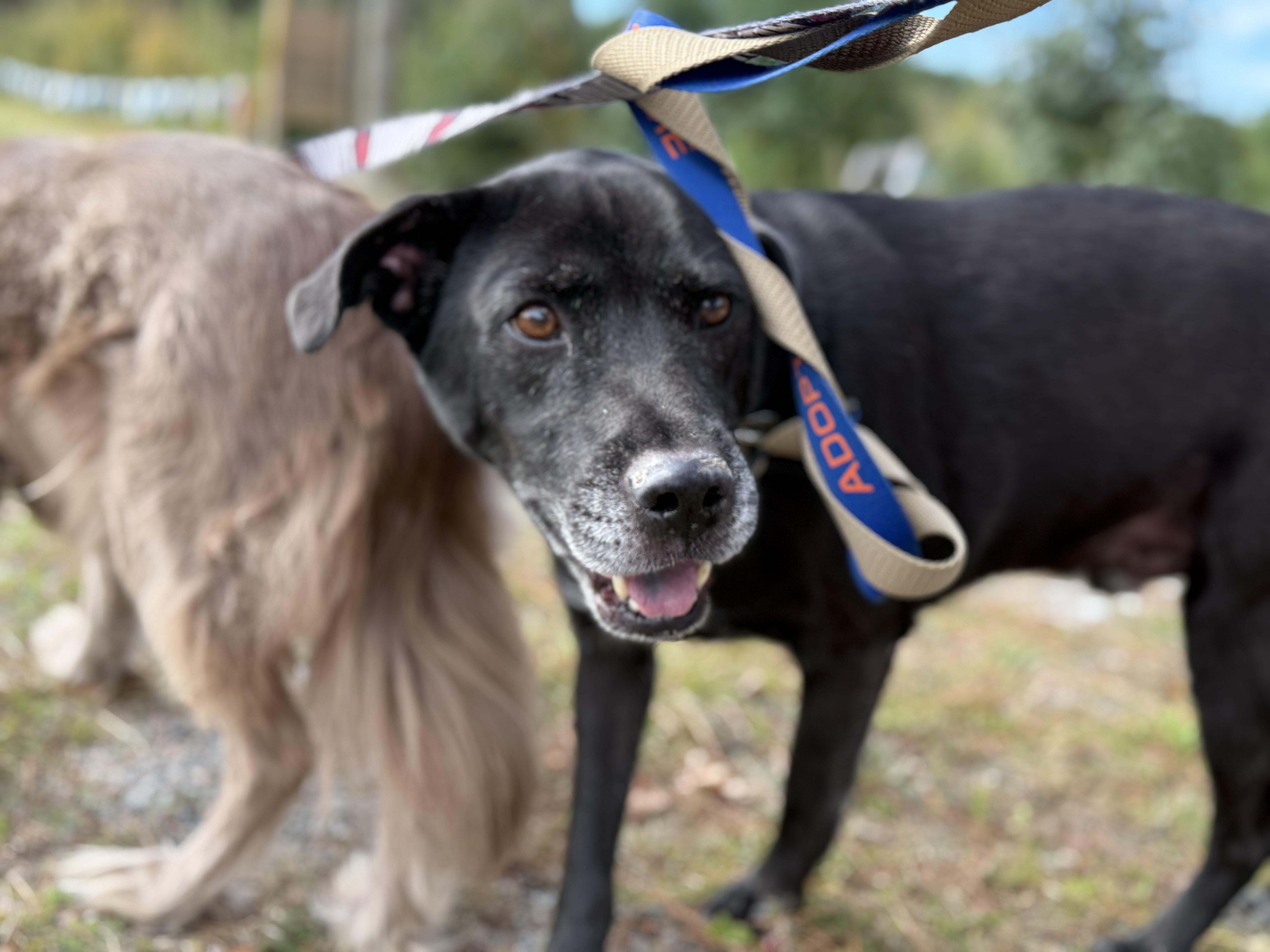 Enlarge Cash, a ADOPTABLE Mixed Breed in Grandy, NC image 5/6