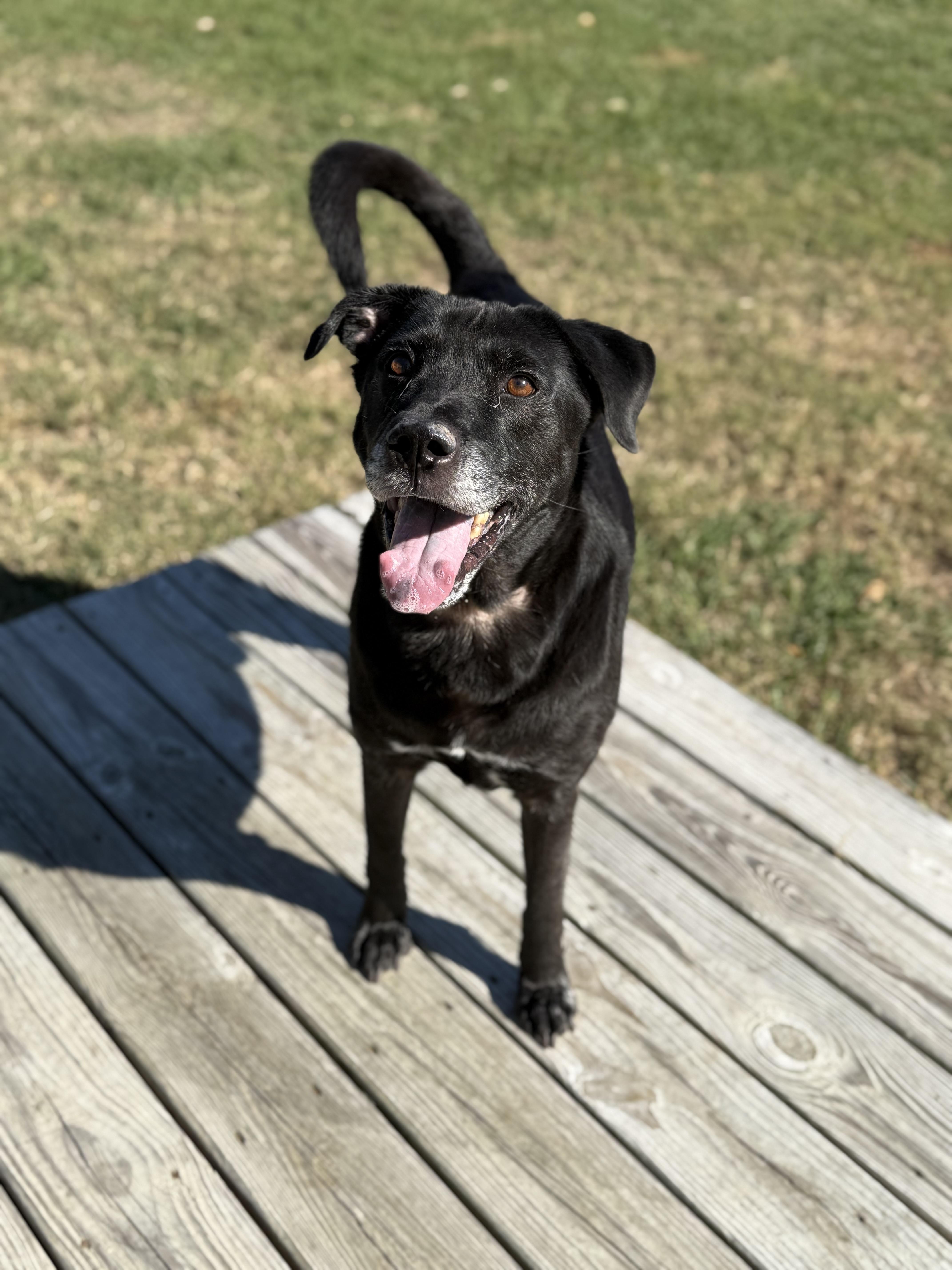 Enlarge Cash, a ADOPTABLE Mixed Breed in Grandy, NC image 1/6