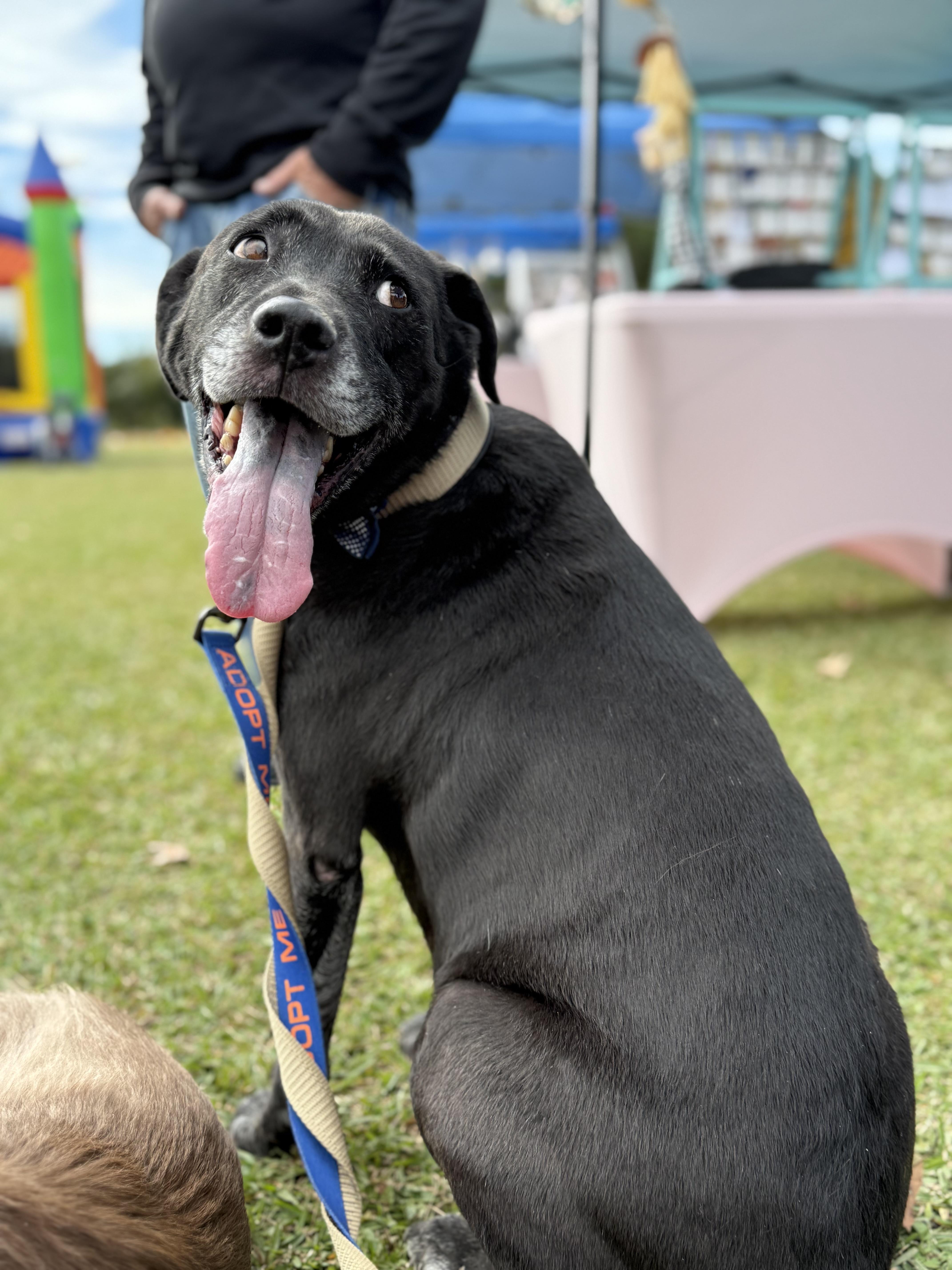 Enlarge Cash, a ADOPTABLE Mixed Breed in Grandy, NC image 6/6
