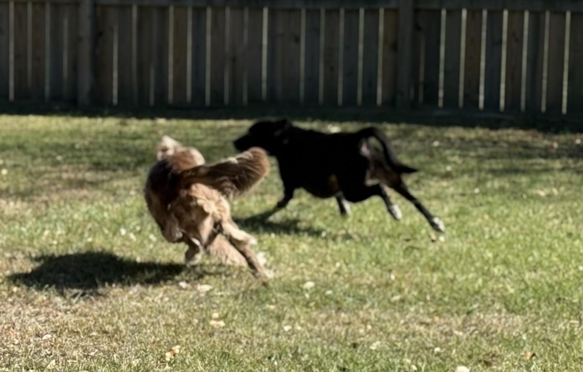 Enlarge Cash, a ADOPTABLE Mixed Breed in Grandy, NC image 4/6