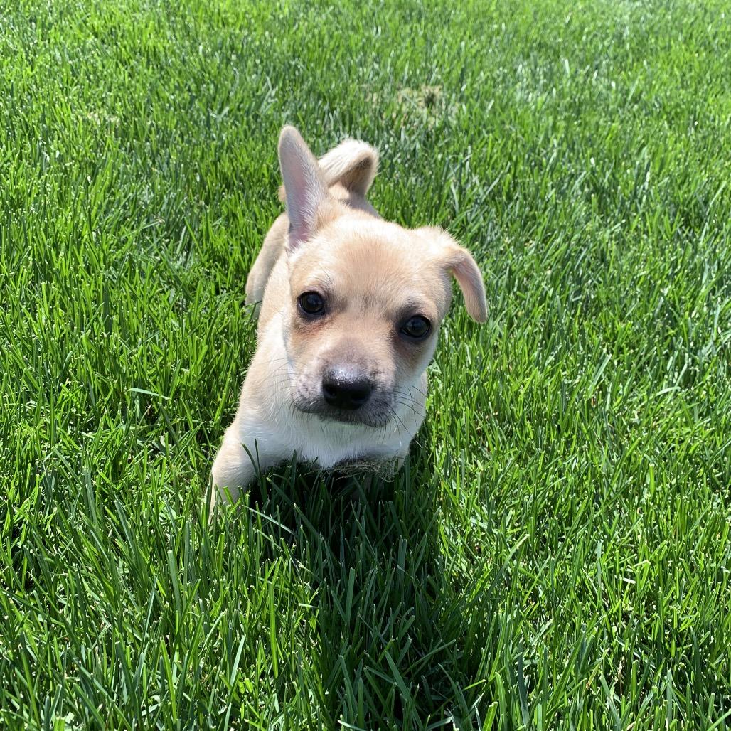 Archie, Adoptable, Puppy Male Chihuahua & Mixed Breed.