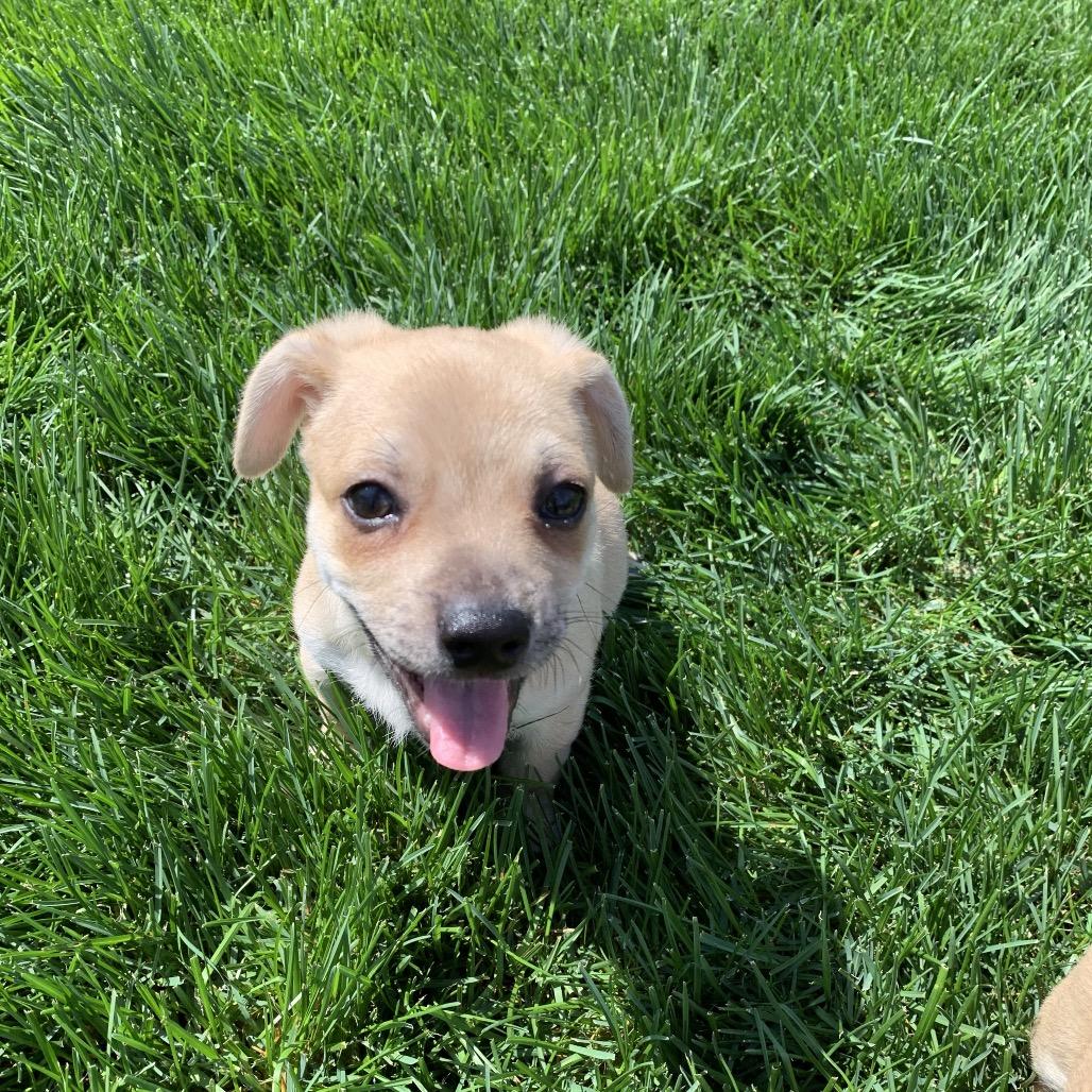 Enlarge Archie, a Adoptable mixed breed in Joliet, IL image 2/6