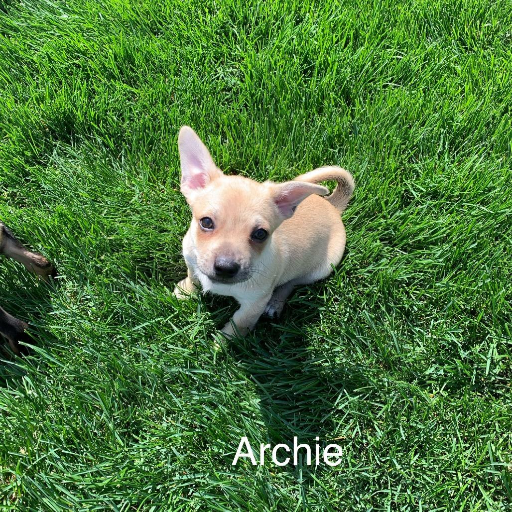Enlarge Archie, a Adoptable mixed breed in Joliet, IL image 3/6