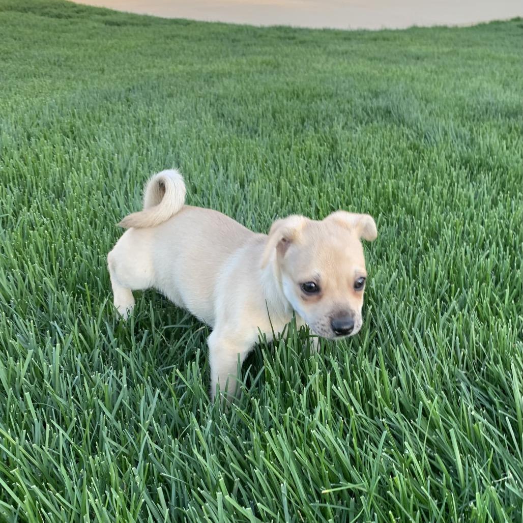 Enlarge Archie, a Adoptable mixed breed in Joliet, IL image 4/6