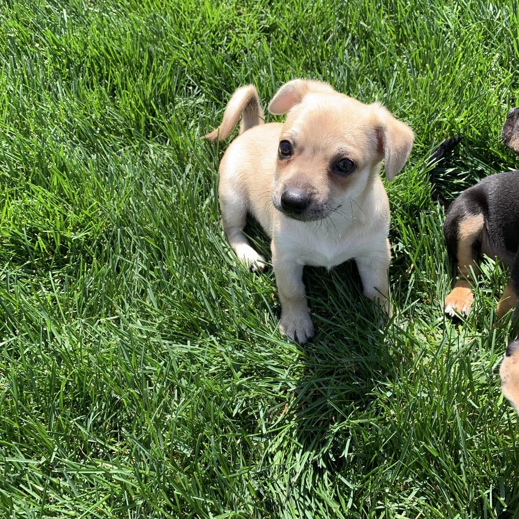 Enlarge Archie, a Adoptable mixed breed in Joliet, IL image 5/6