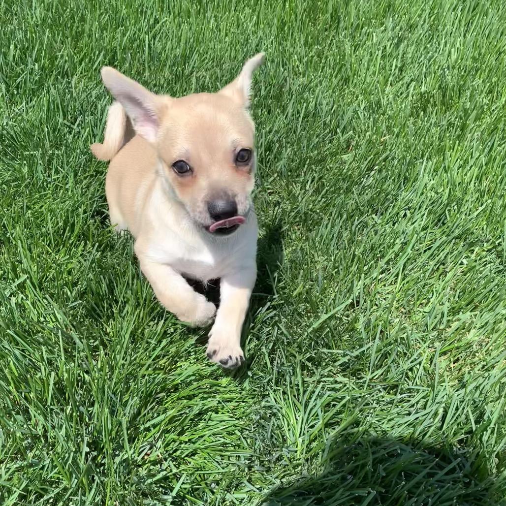 Enlarge Archie, a Adoptable mixed breed in Joliet, IL image 6/6