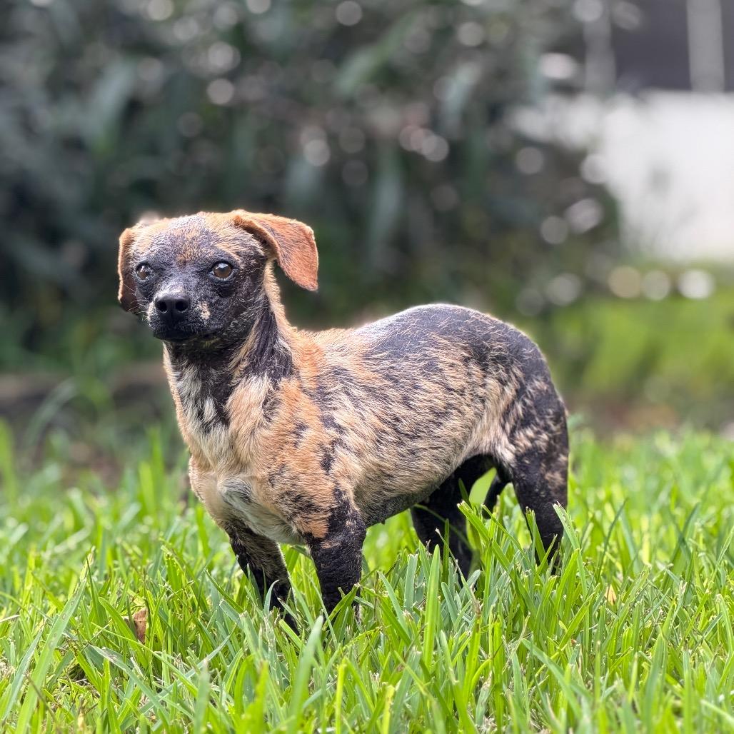Enlarge Sandy Cheeks, a Adoptable Chihuahua in Hollister, FL image 1/4
