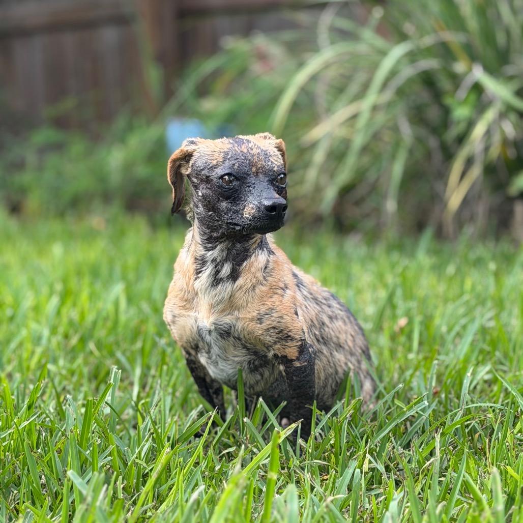 Enlarge Sandy Cheeks, a Adoptable Chihuahua in Hollister, FL image 4/4