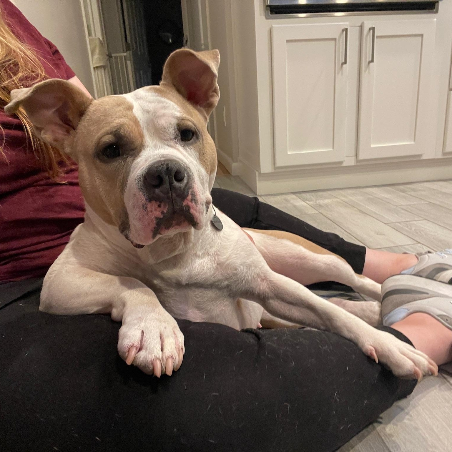 Couch Potato - Remy Bark!, Adoptable, Adult Female Mixed Breed & Bulldog.