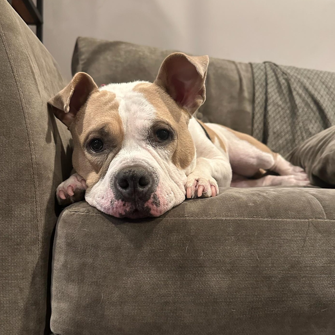 Enlarge Couch Potato - Remy Bark!, a Adoptable mixed breed in Beacon, NY image 3/6
