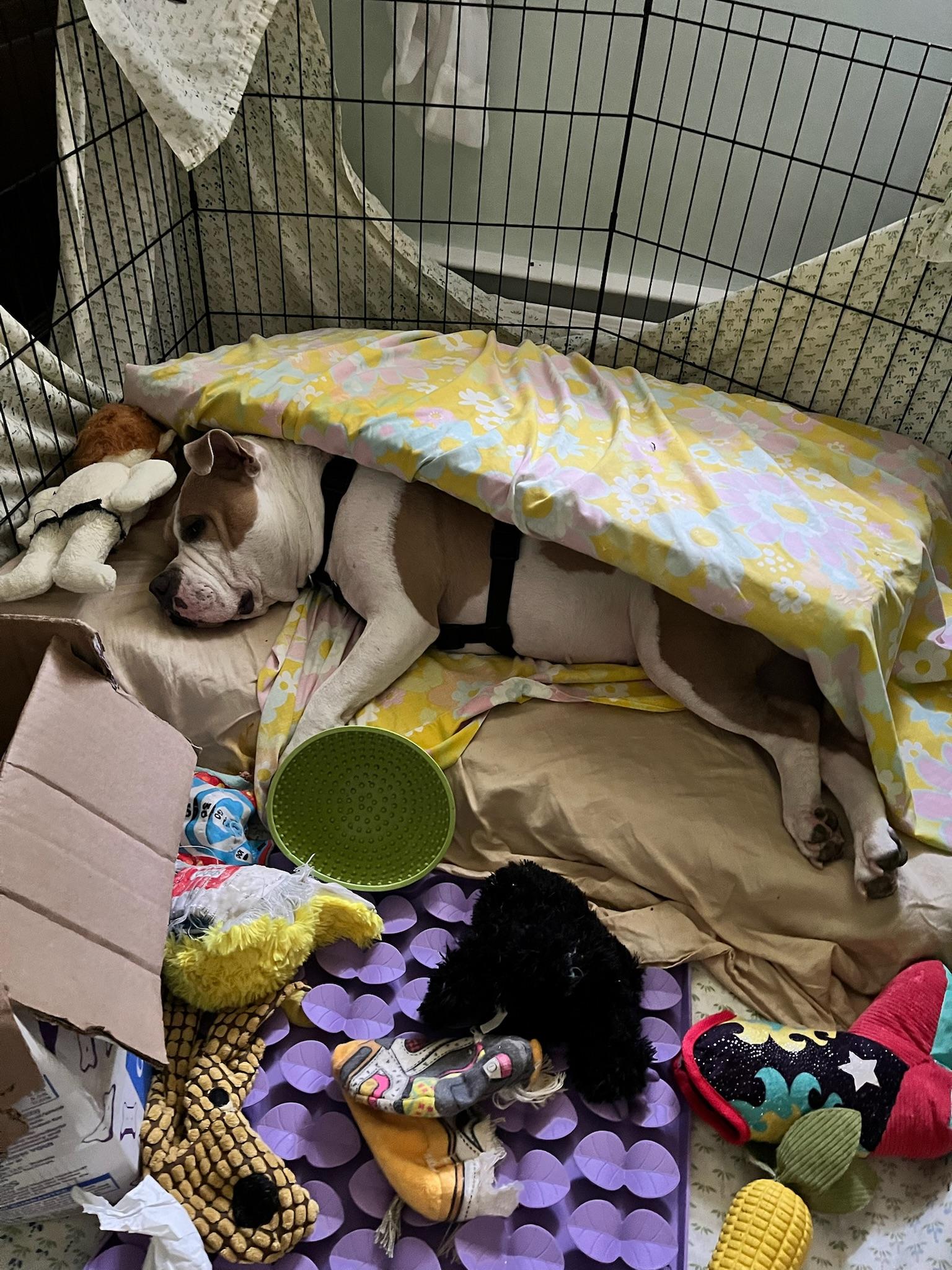 Enlarge Couch Potato - Remy Bark!, a Adoptable mixed breed in Beacon, NY image 6/6