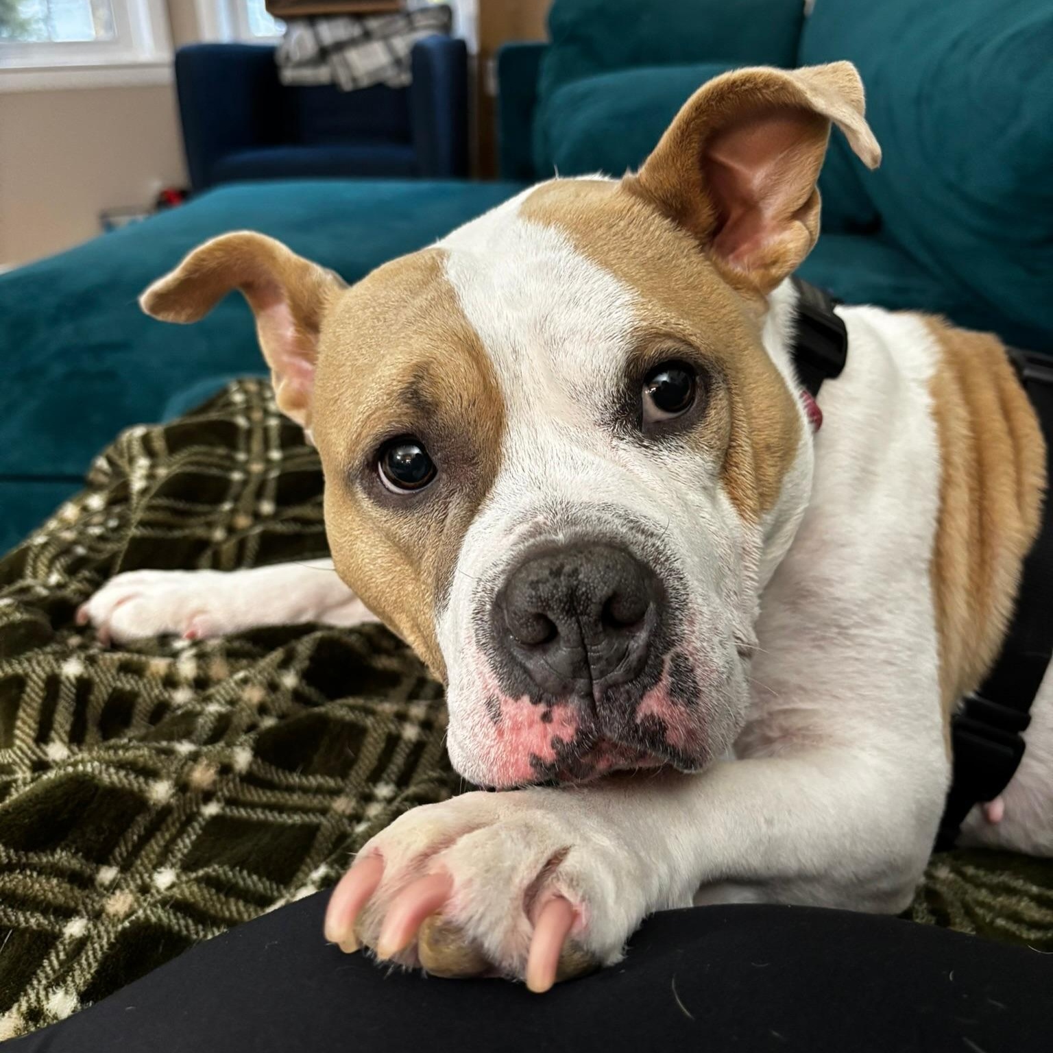 Enlarge Couch Potato - Remy Bark!, a Adoptable mixed breed in Beacon, NY image 4/6