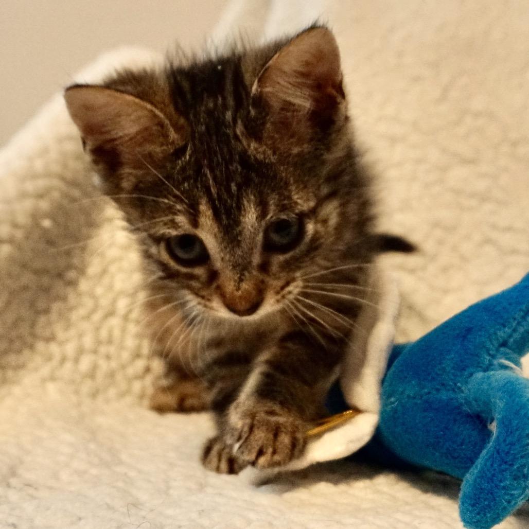 Butterfinger, Adoptable, Kitten Male Domestic Short Hair.