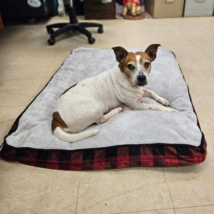Midge, Adoptable, Senior Female Mixed Breed & Mixed Breed.