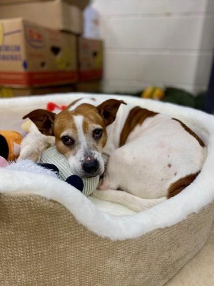 Midge, a Adoptable mixed breed in Munster, IN image 2/2