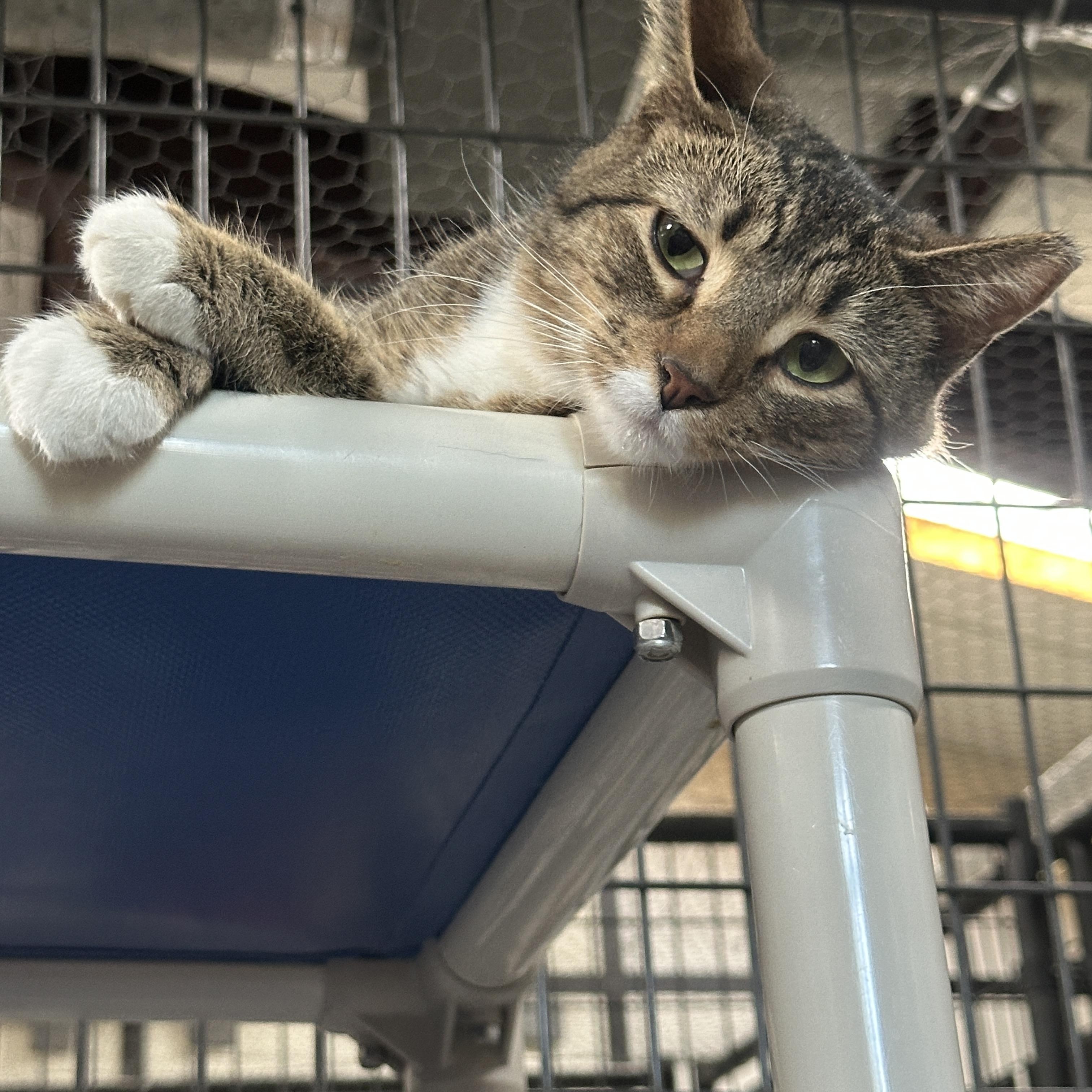 Enlarge Portia, a ADOPTABLE Domestic Short Hair in Okanogan, WA image 1/1