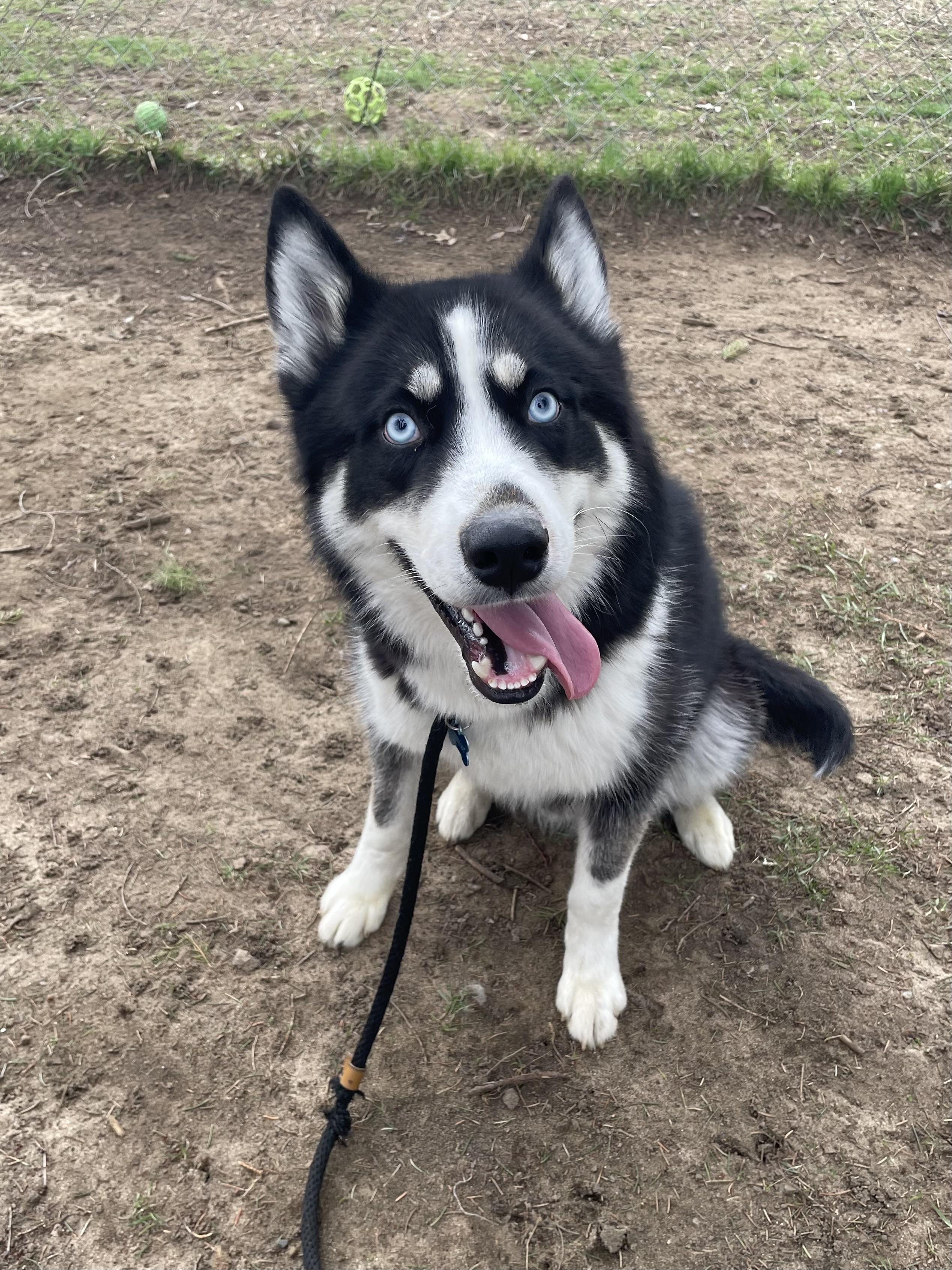 Enlarge Zeus, an adopted Husky in Mishawaka, IN image 4/6
