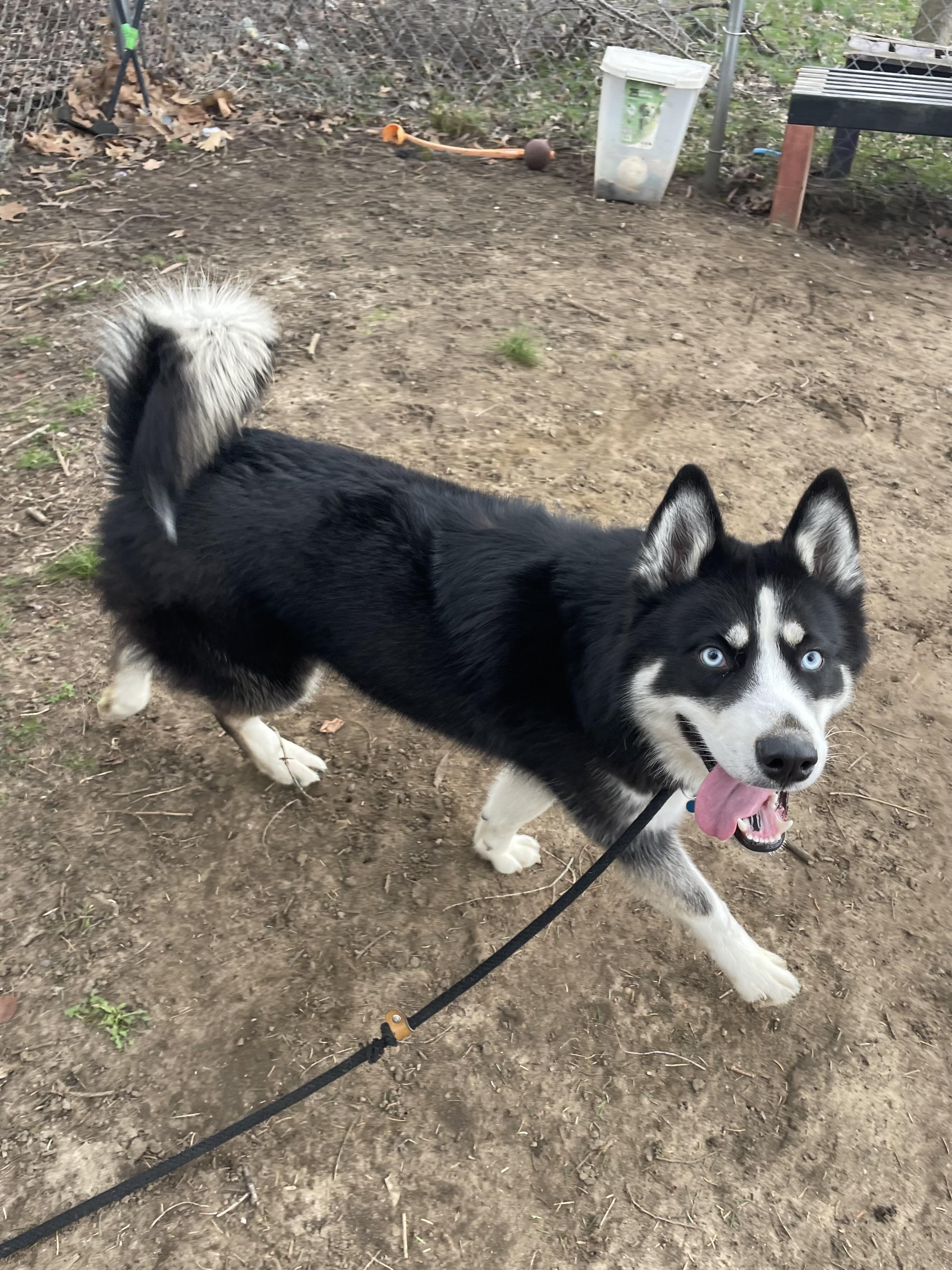 Enlarge Zeus, an adopted Husky in Mishawaka, IN image 1/6