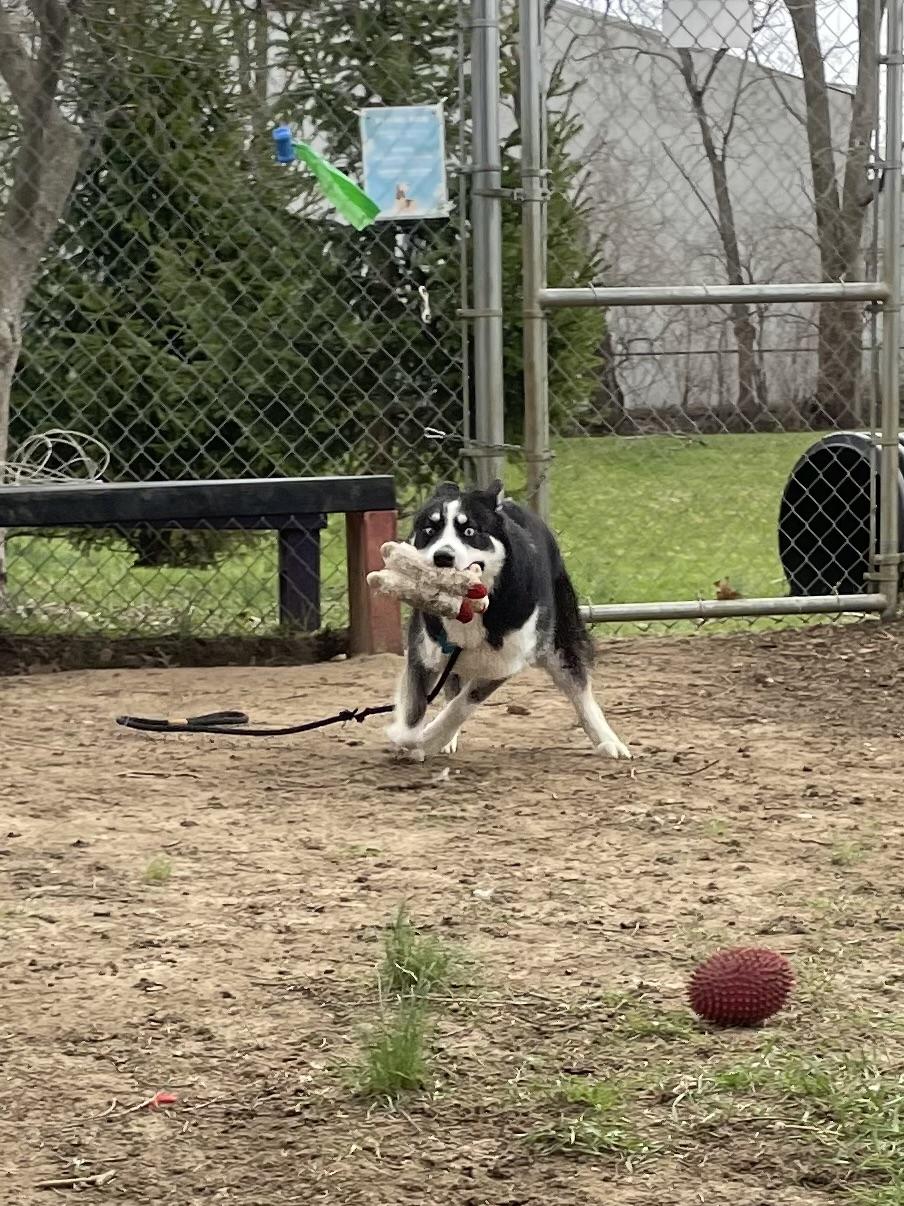 Enlarge Zeus, an adopted Husky in Mishawaka, IN image 6/6