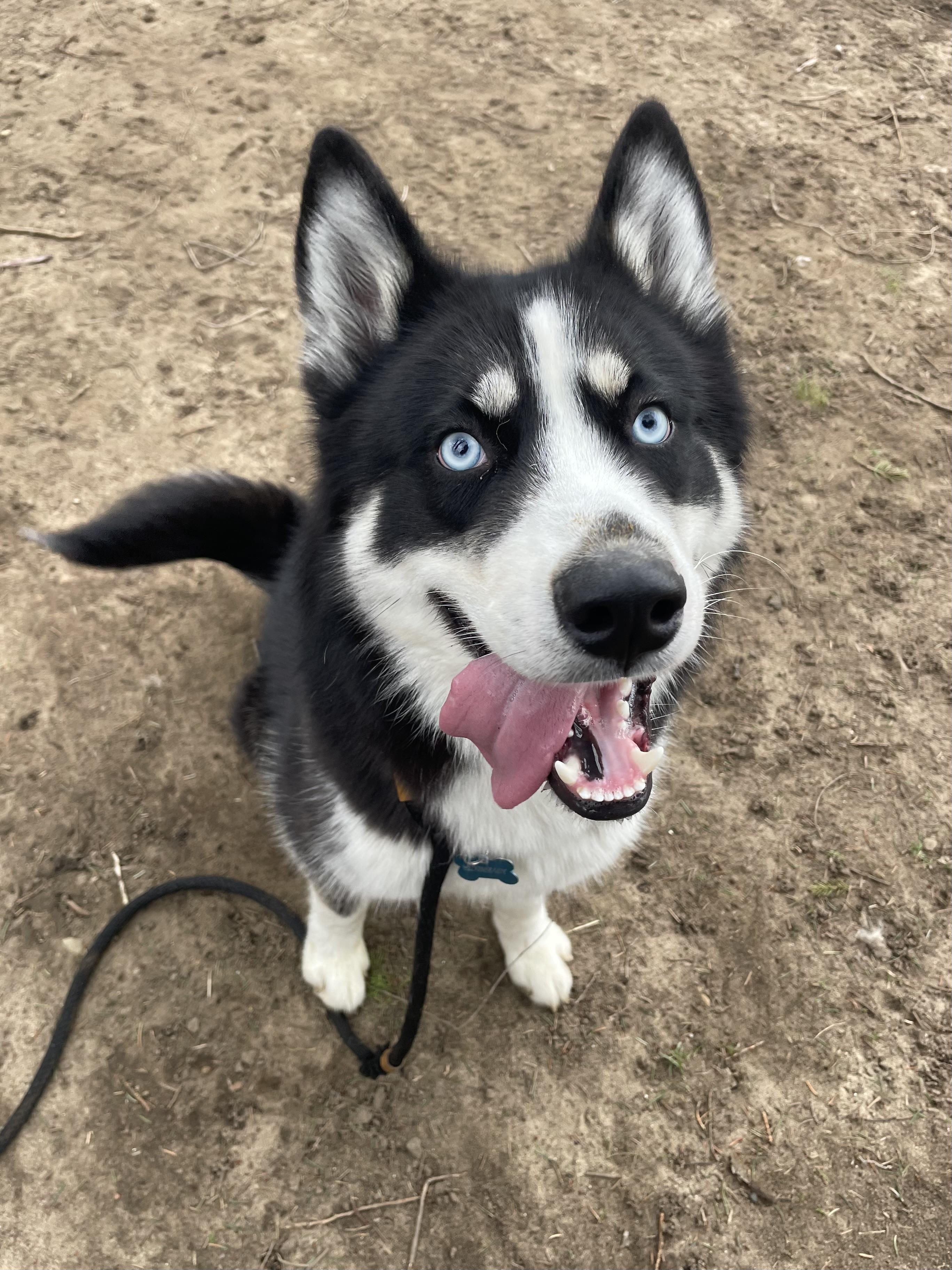 Enlarge Zeus, an adopted Husky in Mishawaka, IN image 3/6