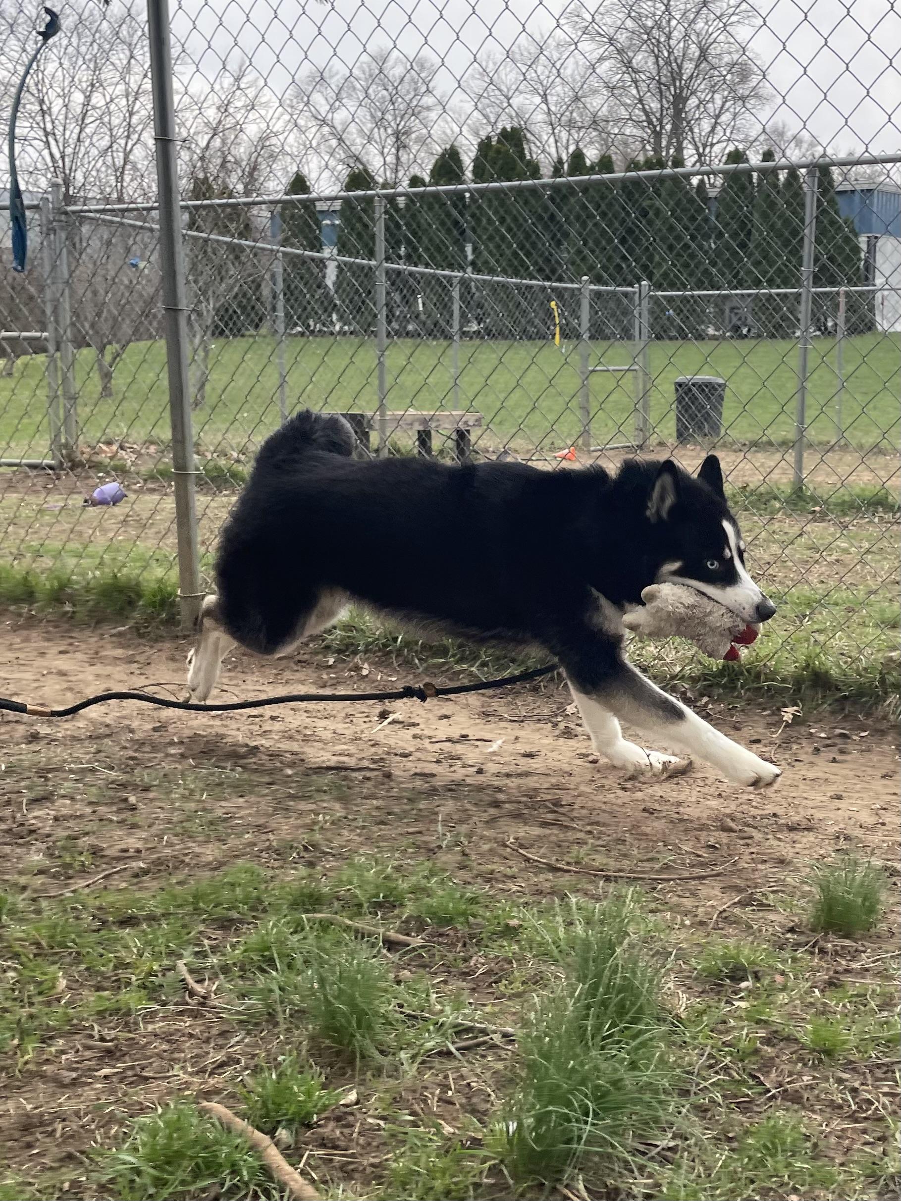 Enlarge Zeus, an adopted Husky in Mishawaka, IN image 5/6