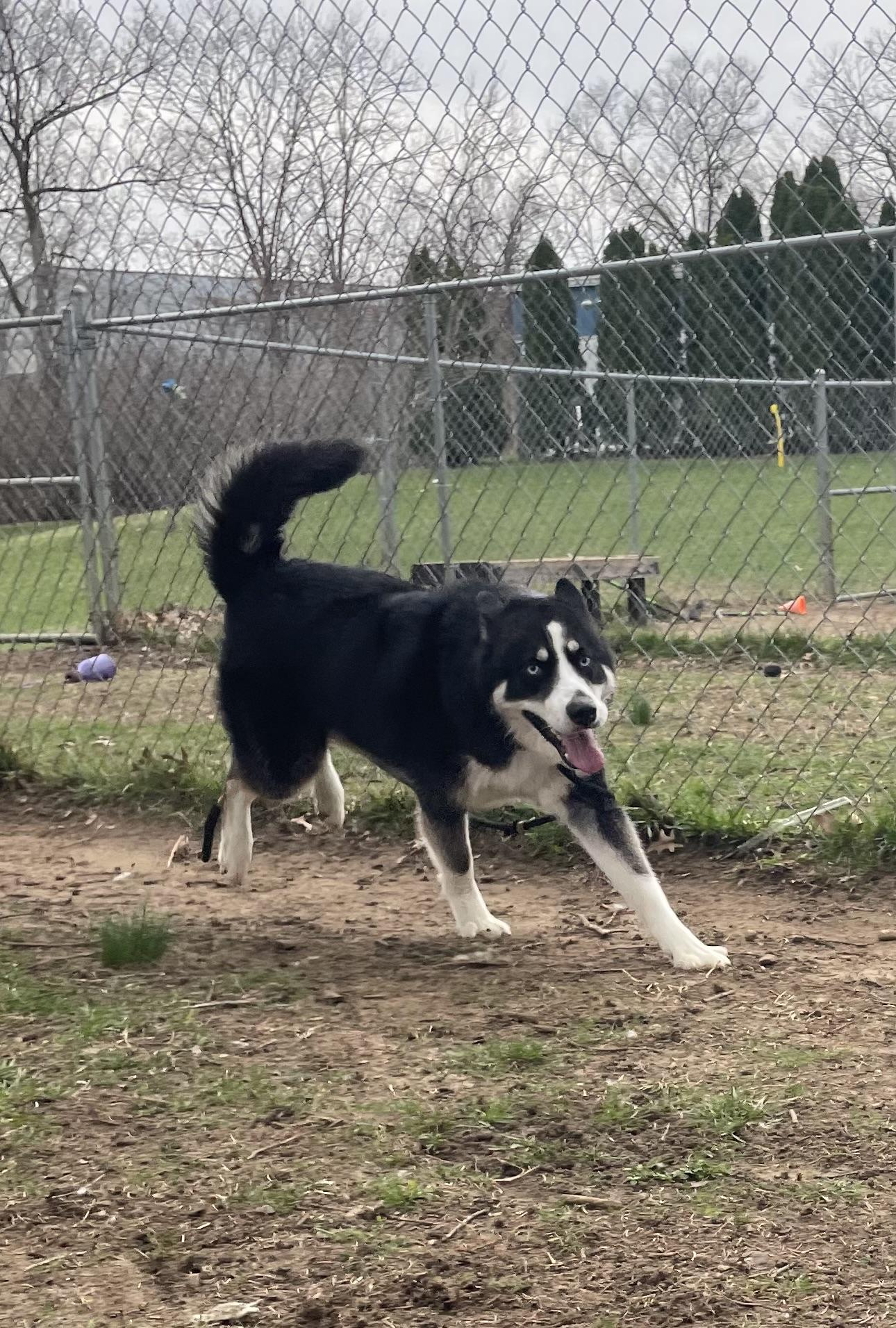 Enlarge Zeus, an adopted Husky in Mishawaka, IN image 2/6