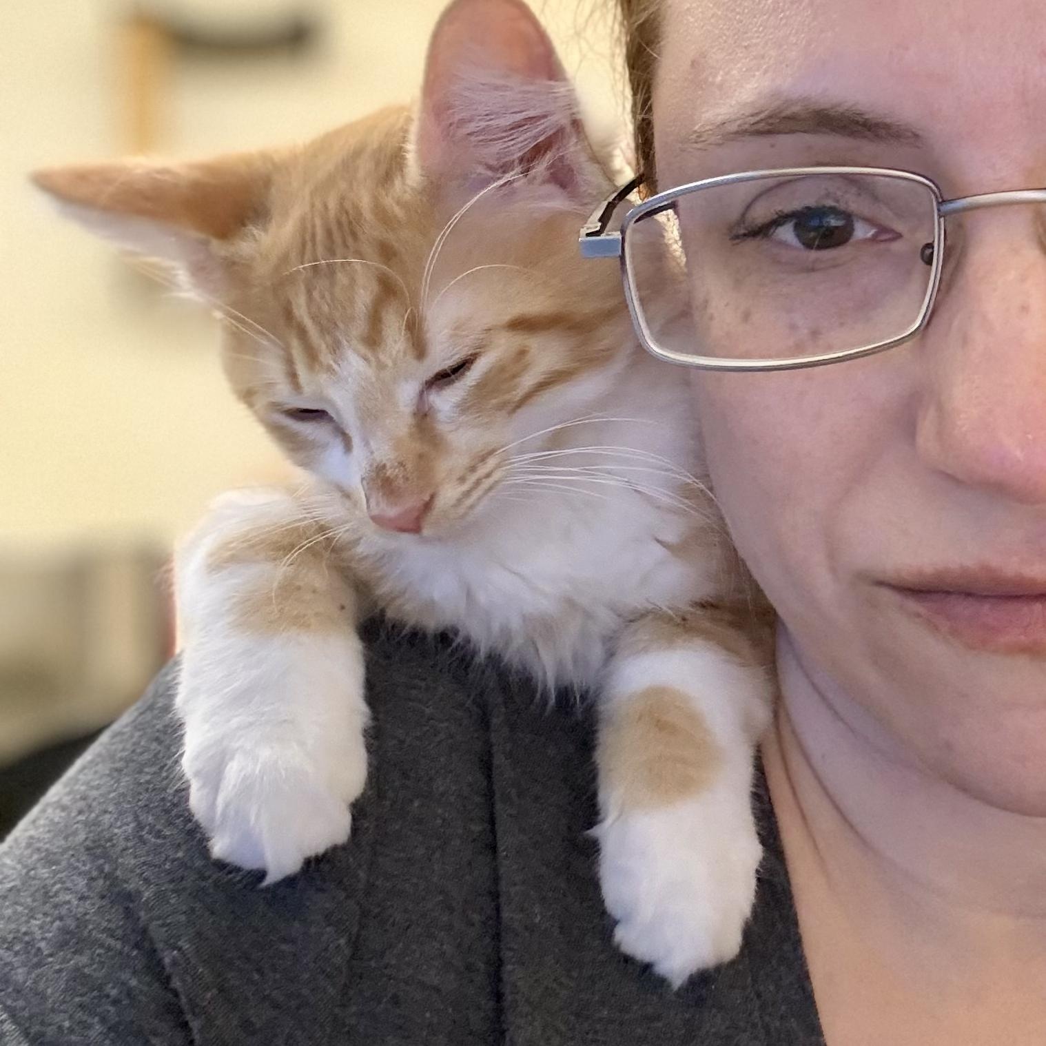 Enlarge Apricot, a Adopted Domestic Medium Hair in Santa Monica, CA image 3/4