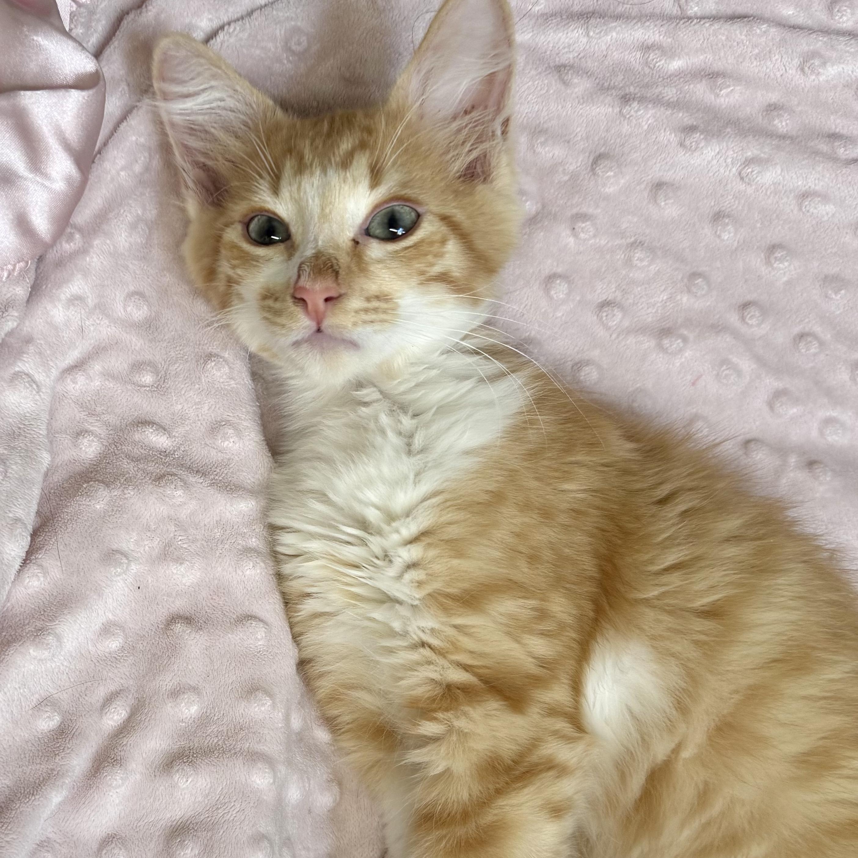 Enlarge Apricot, a Adopted Domestic Medium Hair in Santa Monica, CA image 4/4