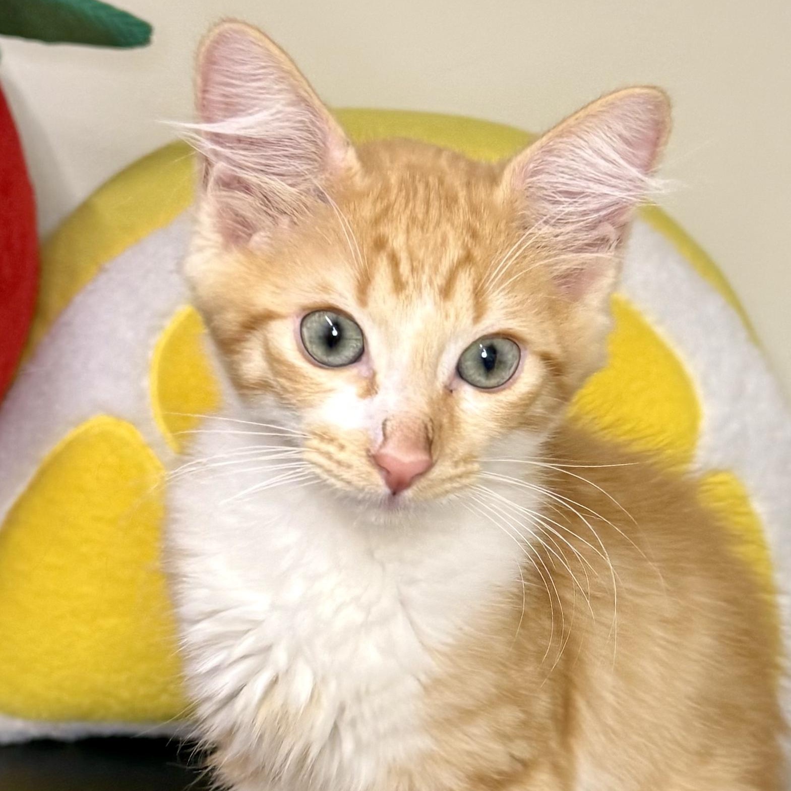 Enlarge Apricot, a Adopted Domestic Medium Hair in Santa Monica, CA image 1/4