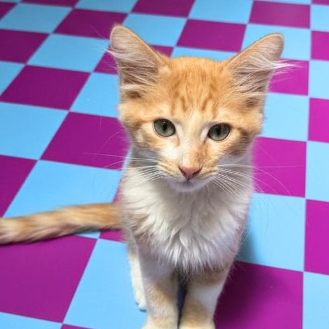 Enlarge Apricot, a Adopted Domestic Medium Hair in Santa Monica, CA image 2/4