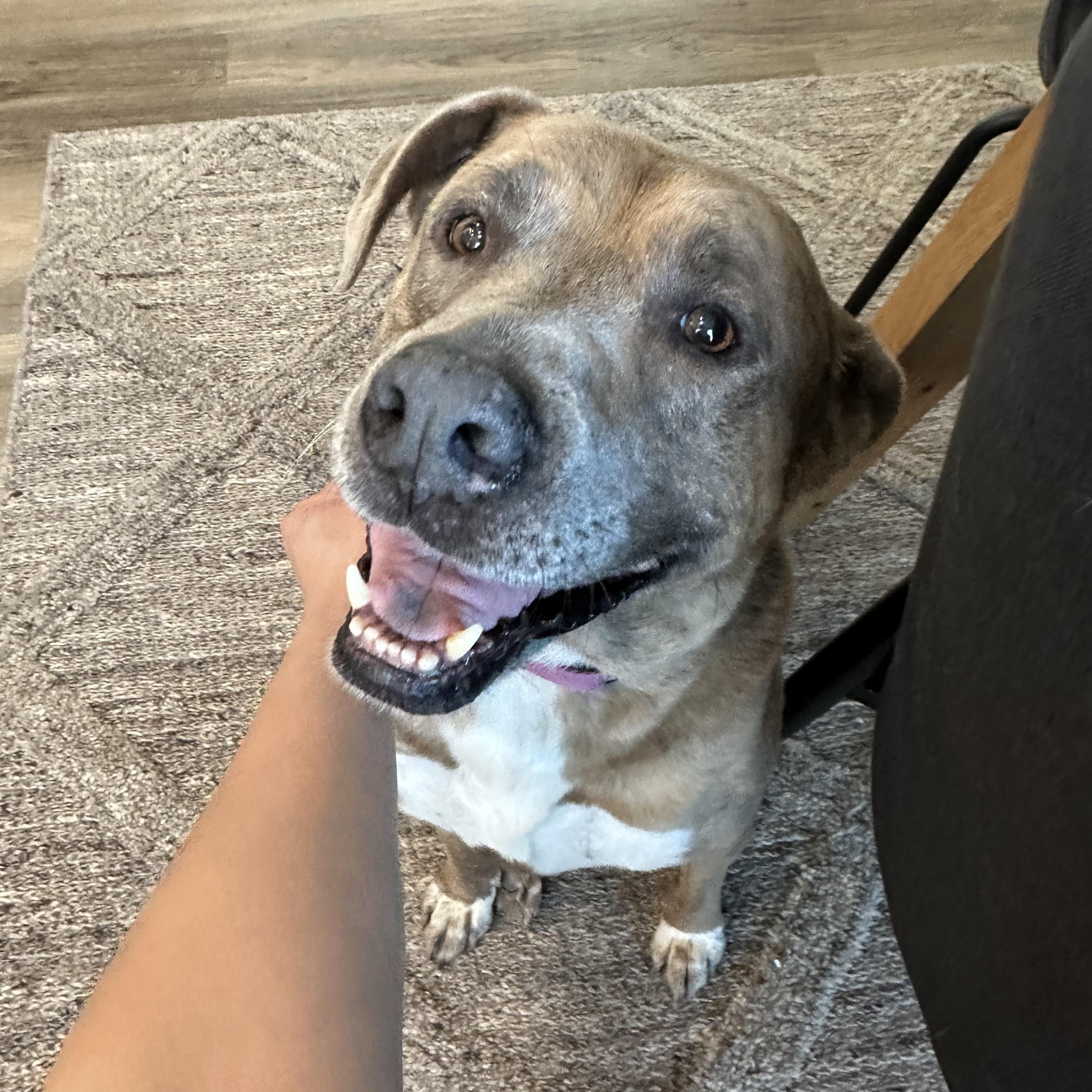Kahlua , a Adoptable mixed breed in San Antonio, TX image 2/6
