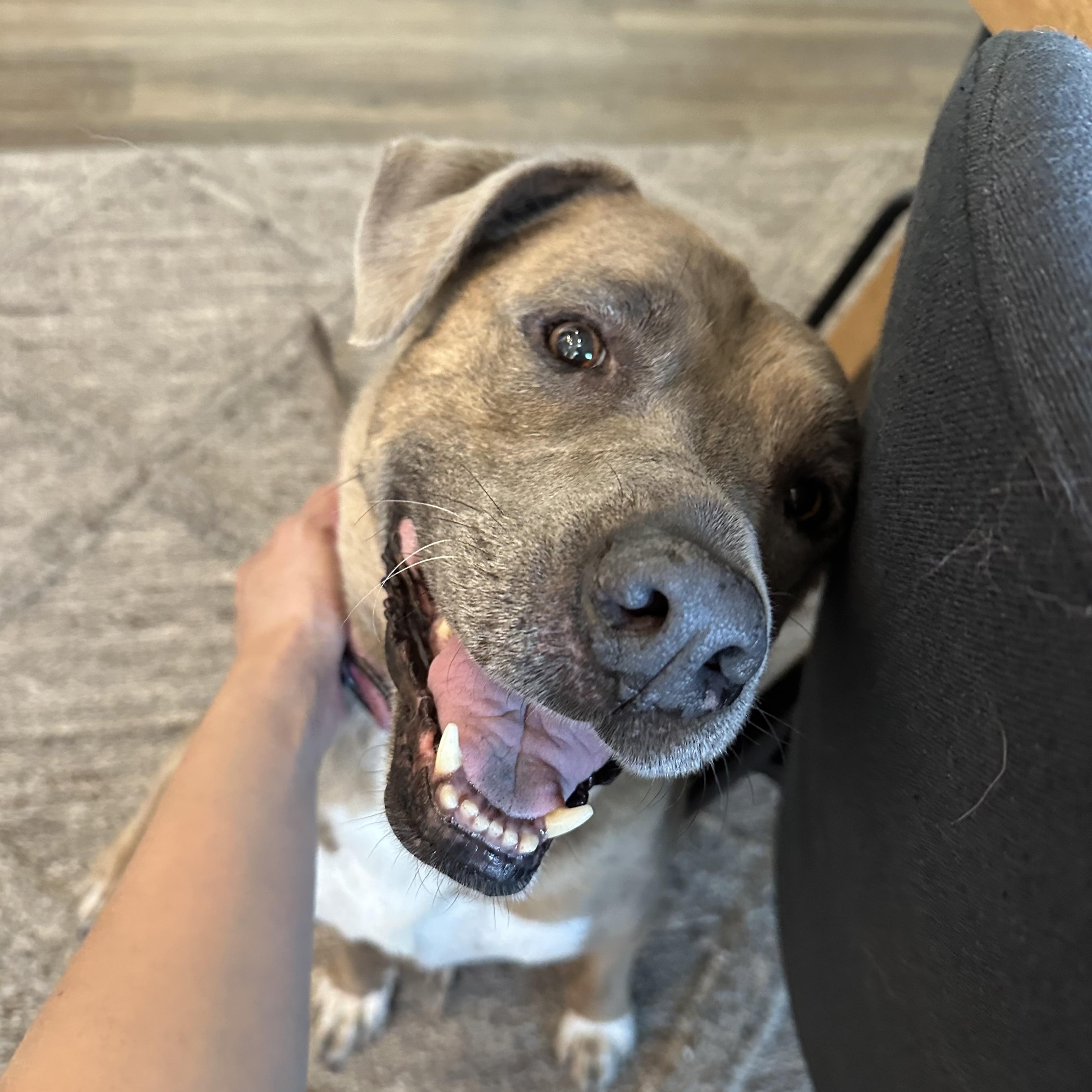 Kahlua , a Adoptable mixed breed in San Antonio, TX image 1/6
