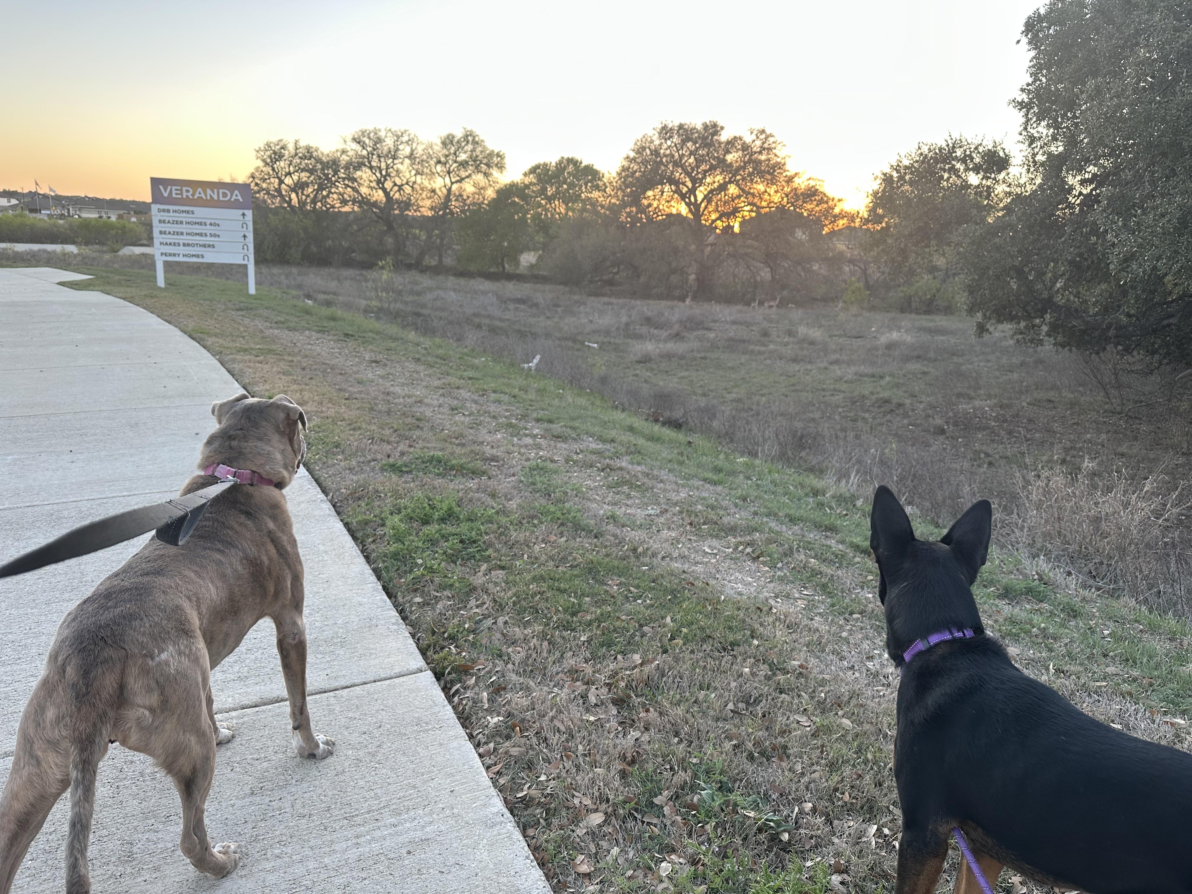 Kahlua , a Adoptable mixed breed in San Antonio, TX image 6/6